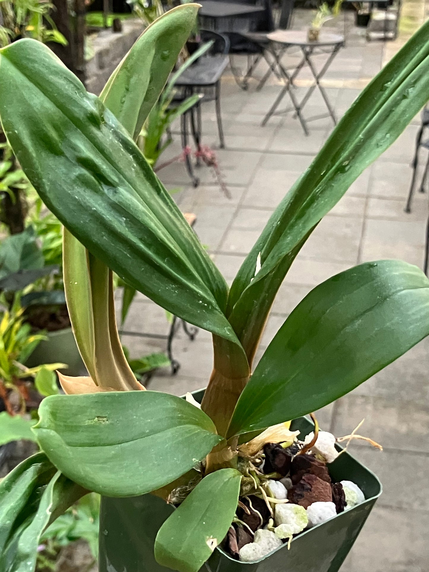 Liparis Nutans 'H.S'