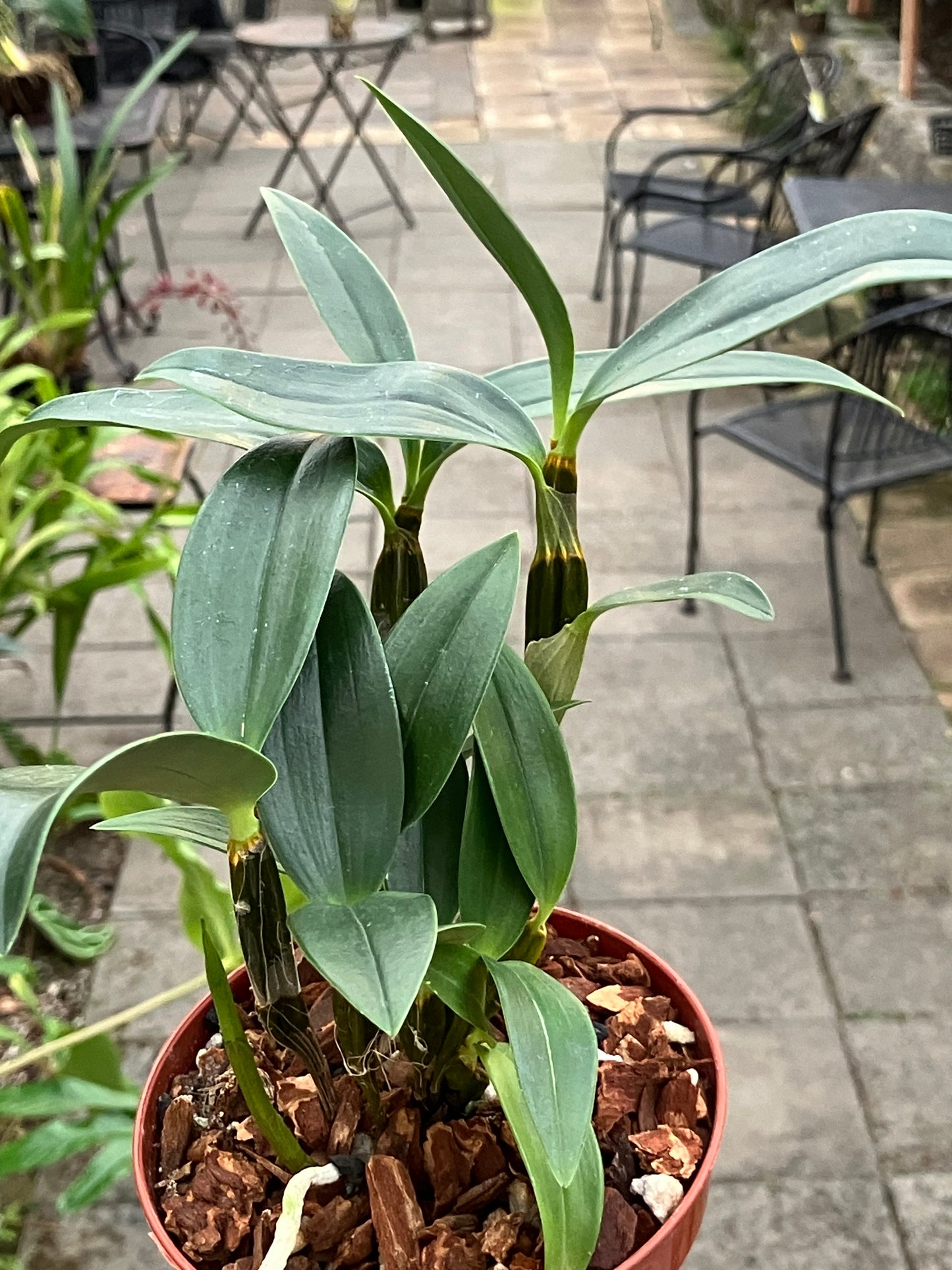 Dendrobium Densiflorum