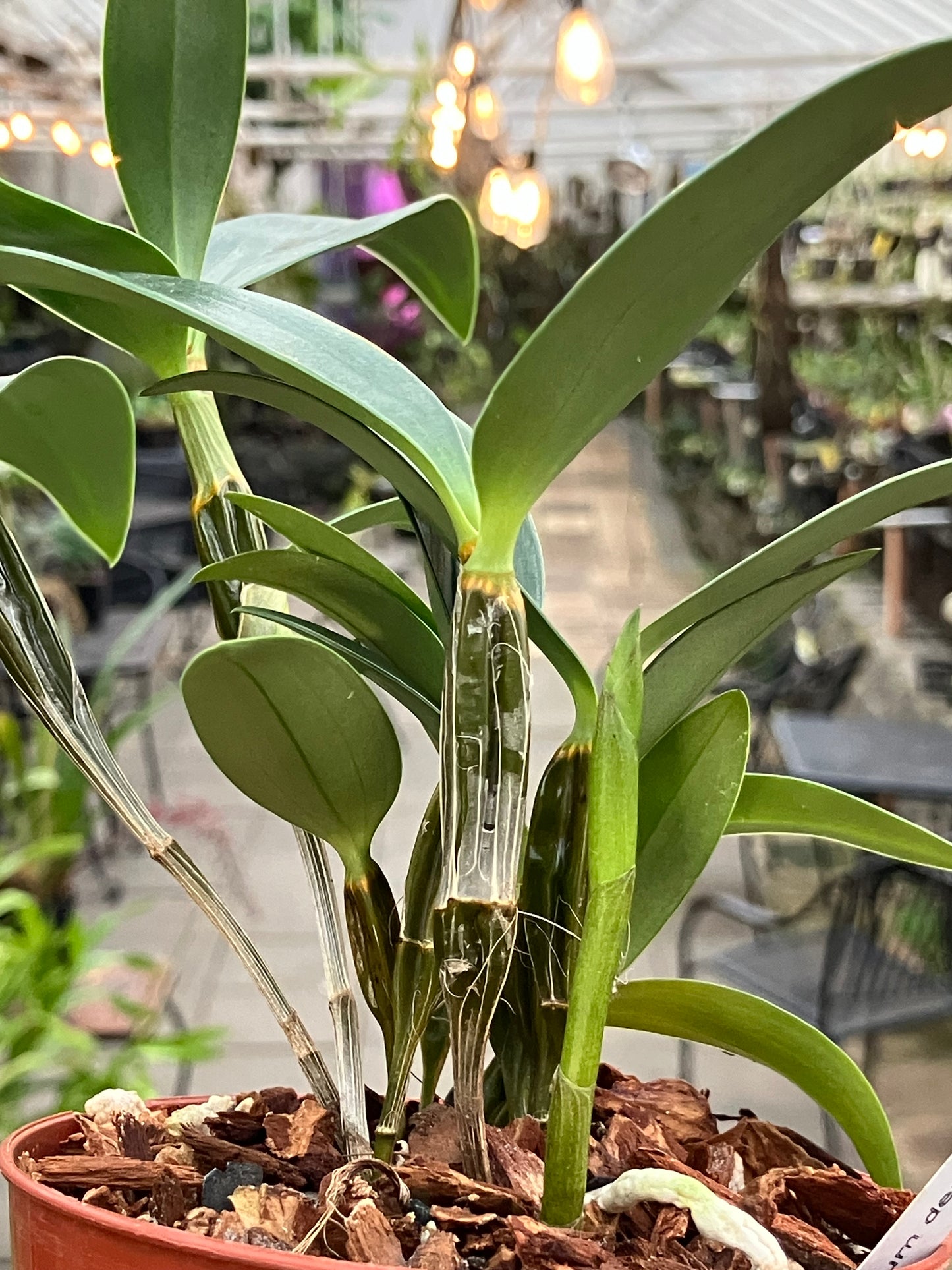 Dendrobium Densiflorum