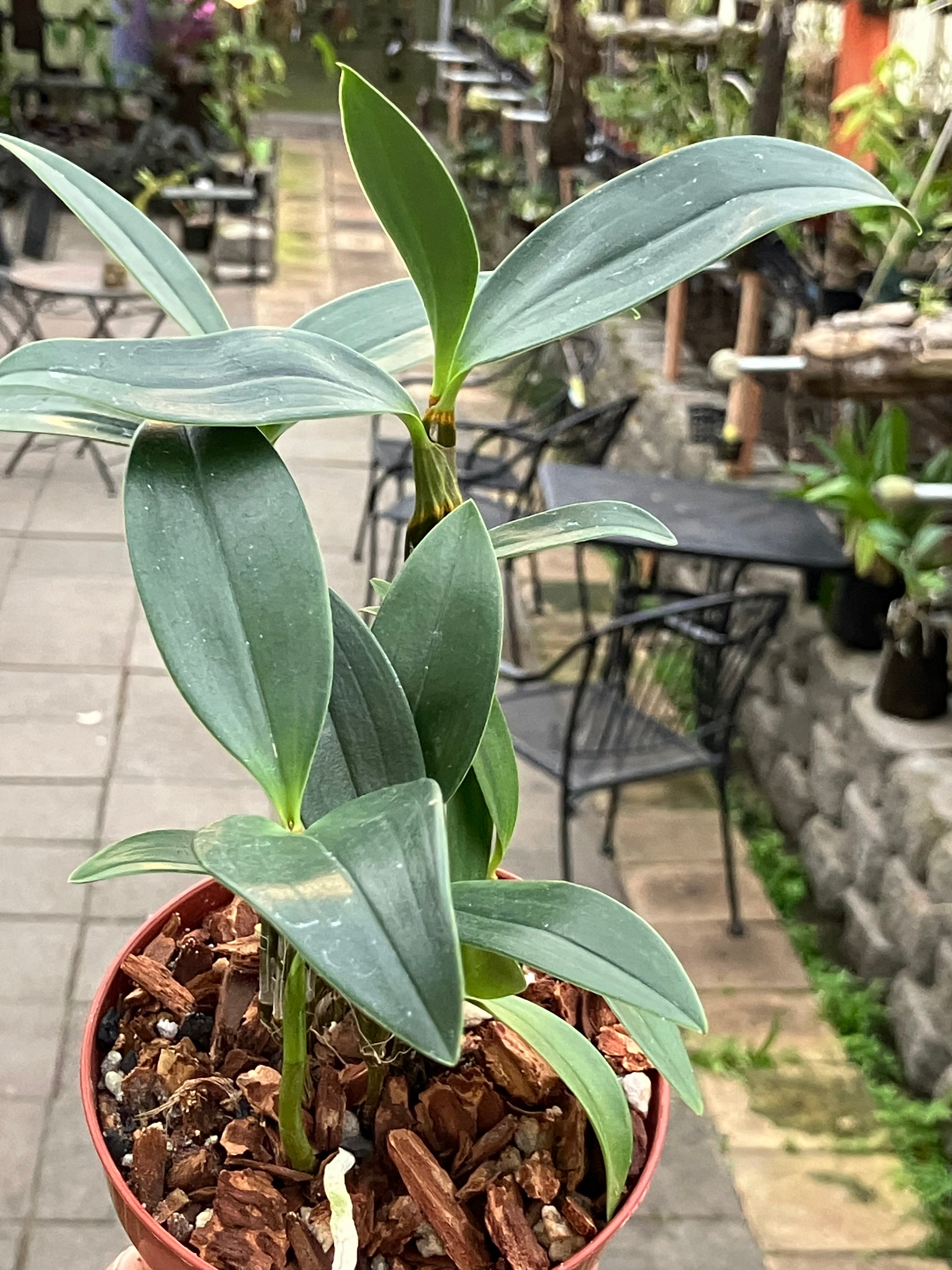 Dendrobium Densiflorum – Emerald City Orchids