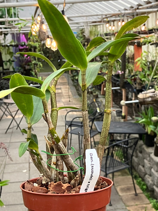 Dendrobium Suzukii x Trigonopus