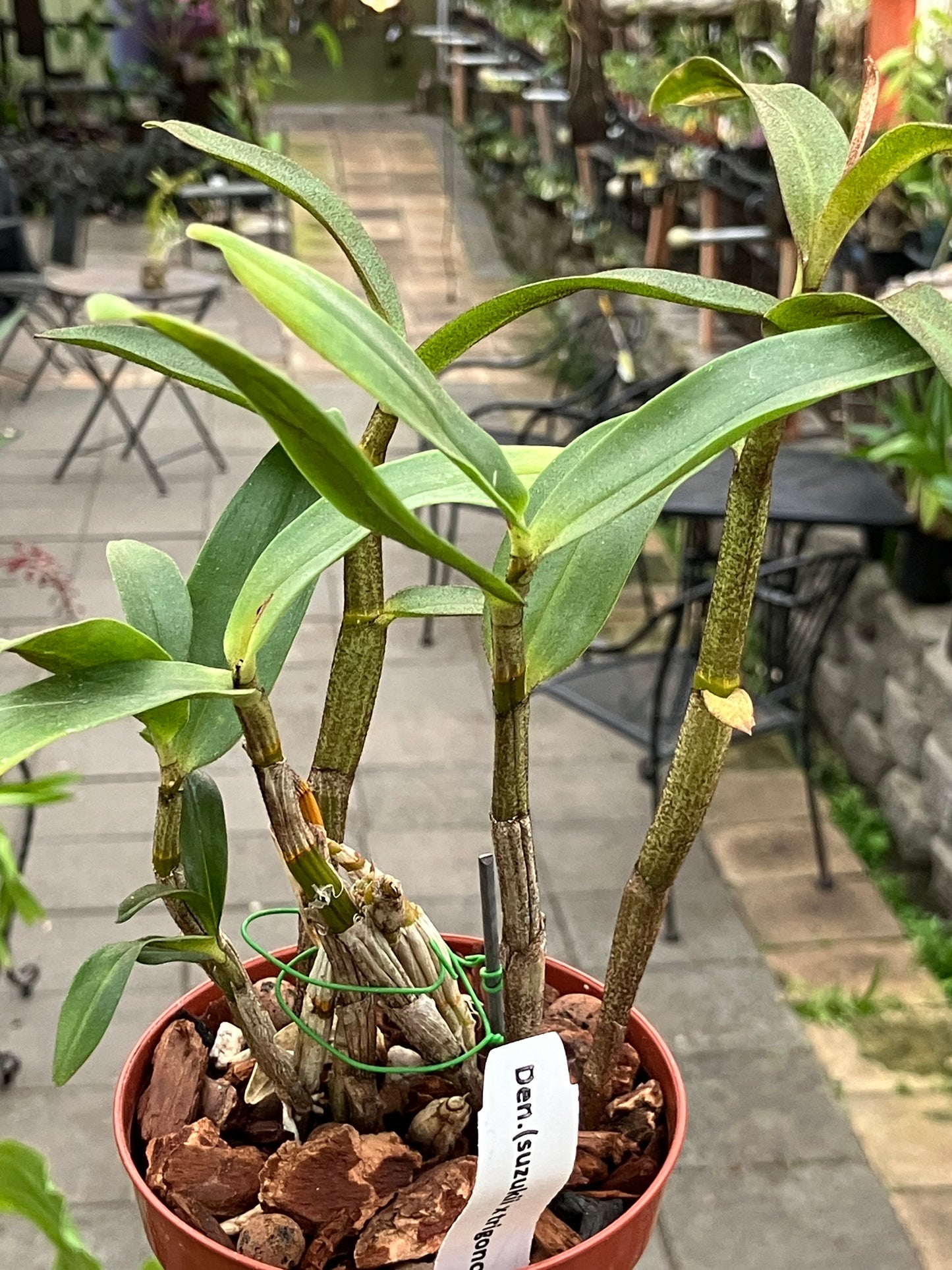 Dendrobium Suzukii x Trigonopus