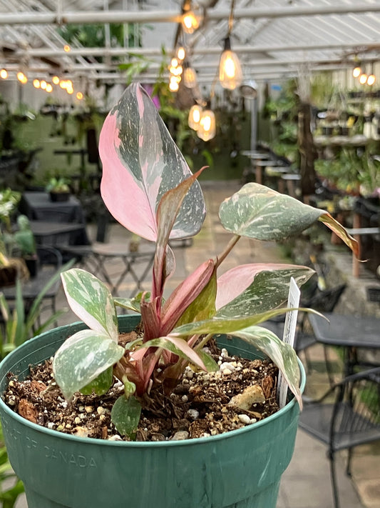 Philodendron 'Pink Princess Marble'