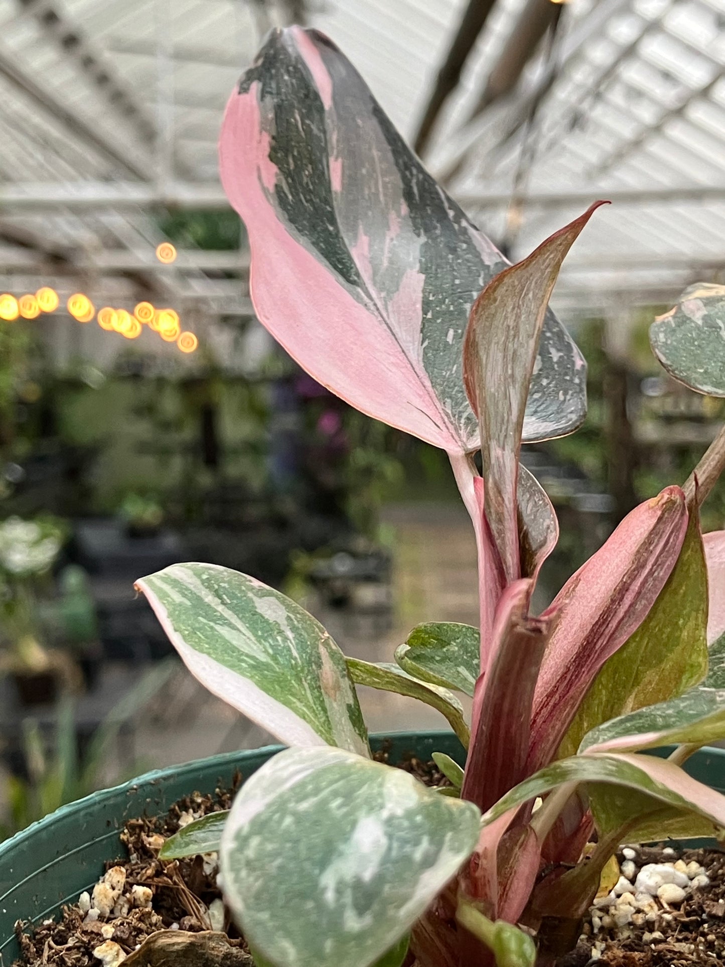 Philodendron 'Pink Princess Marble'