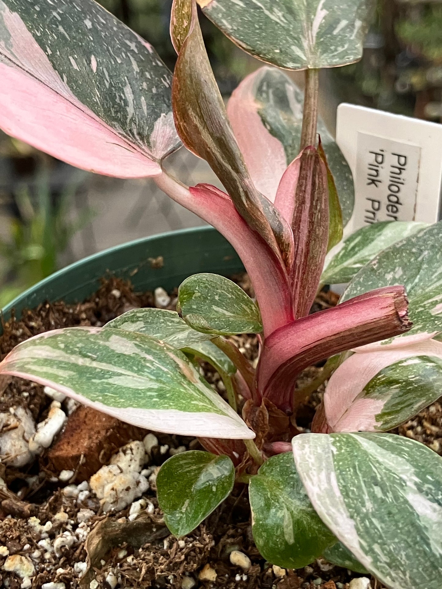 Philodendron 'Pink Princess Marble'