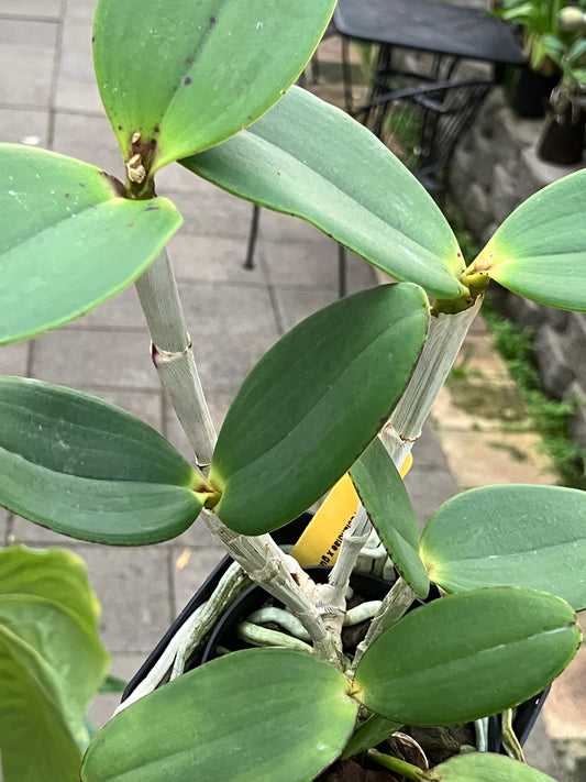 Cattleya Landate (C. Aclandiae x guttata)