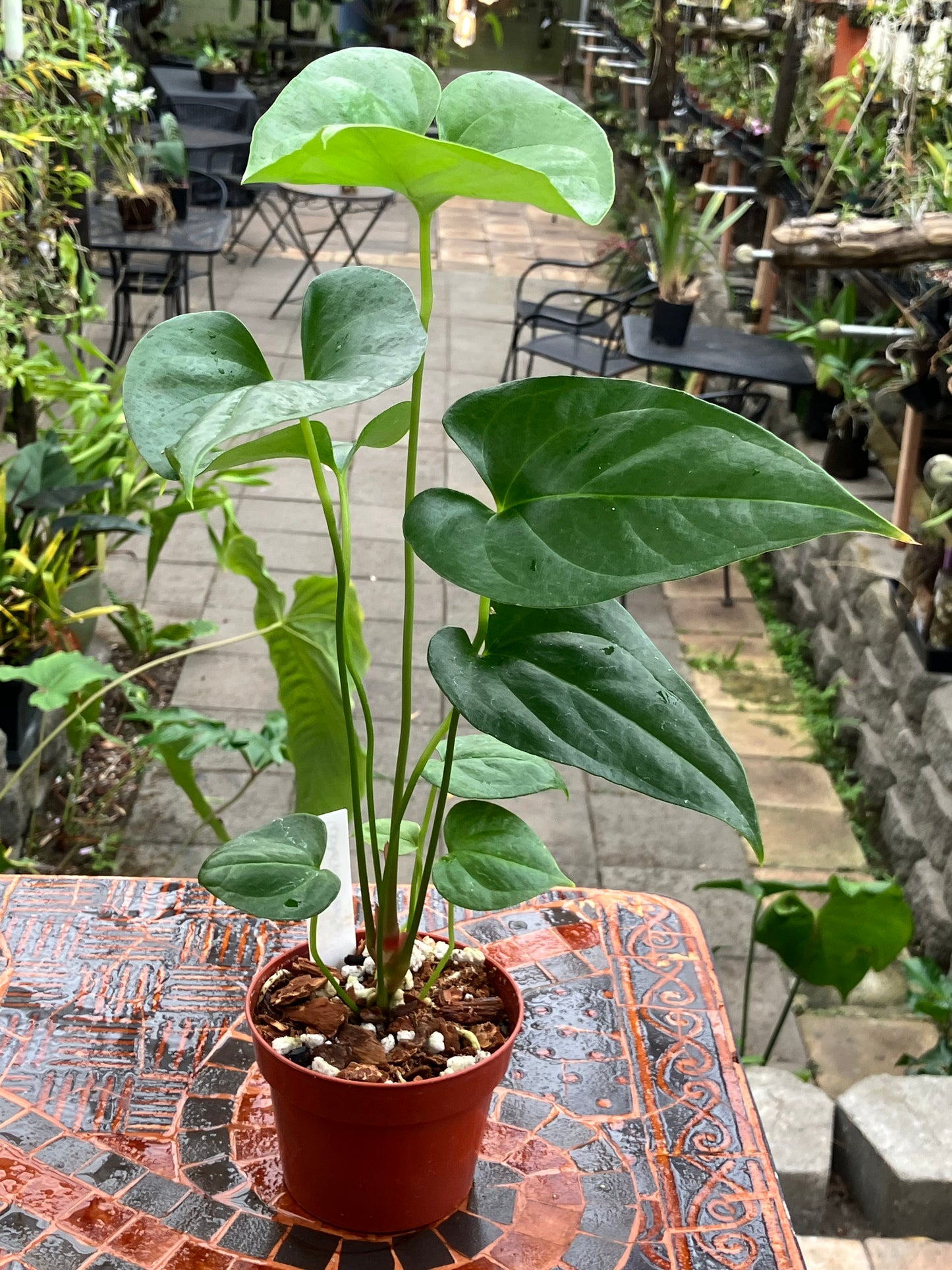 Anthurium Watermaliense