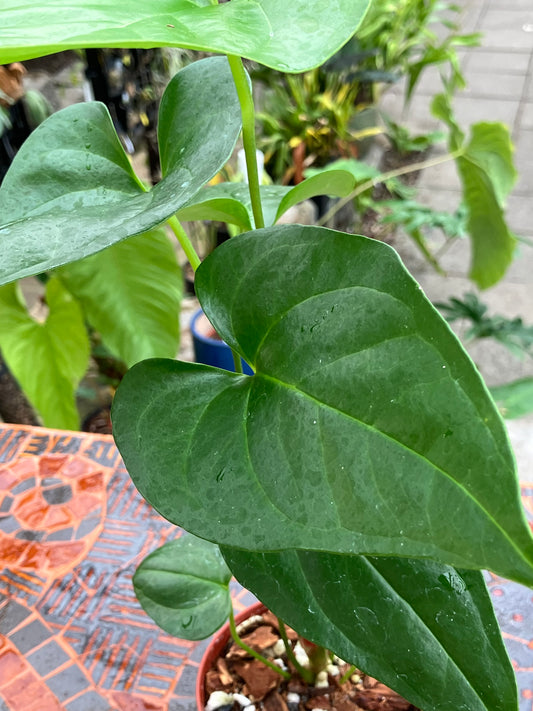 Anthurium Watermaliense