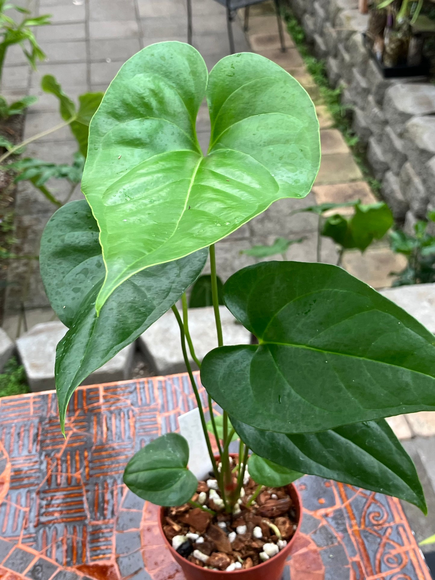 Anthurium Watermaliense