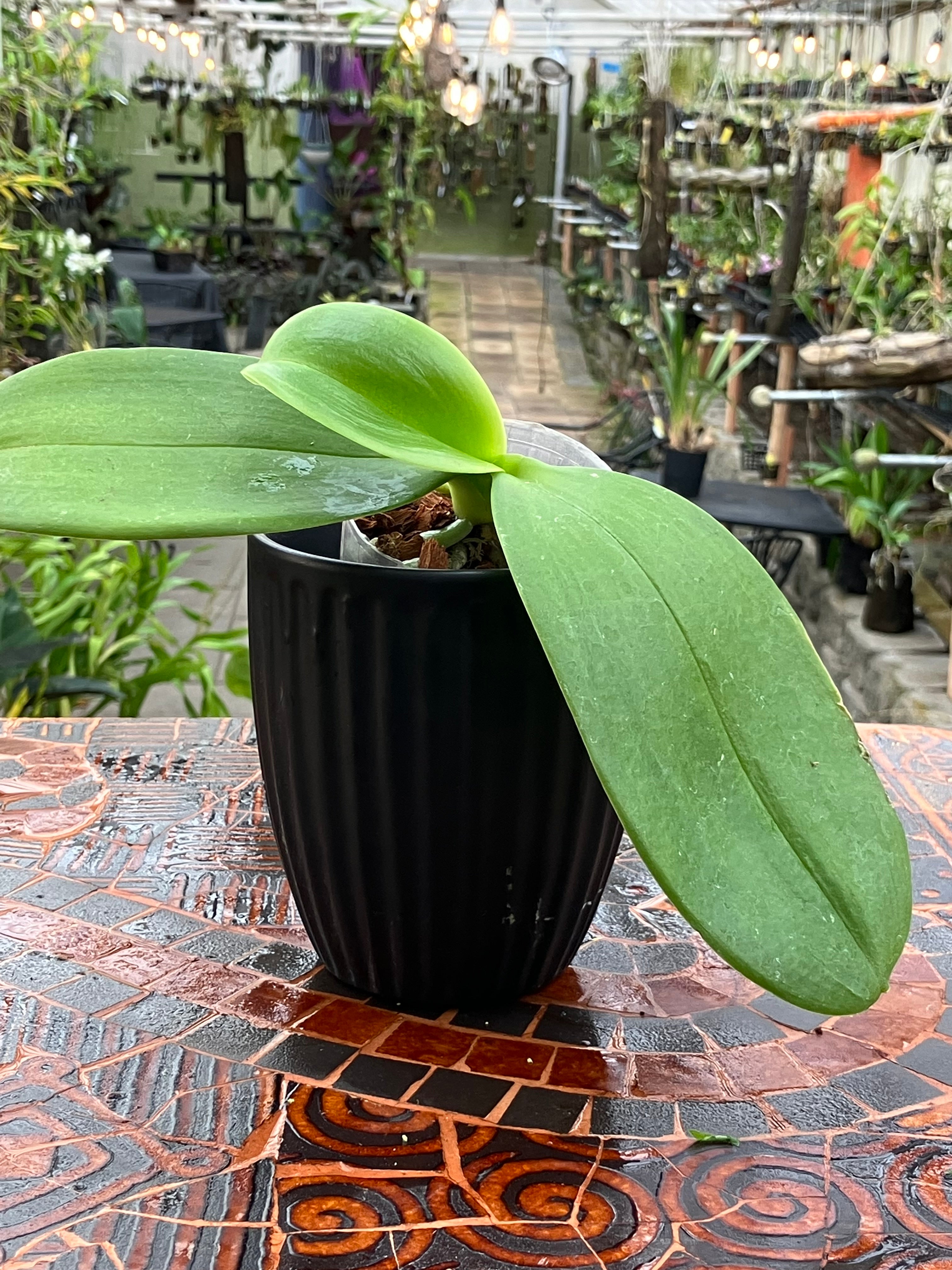 Phalaenopsis Meidarland Cherry Queen 