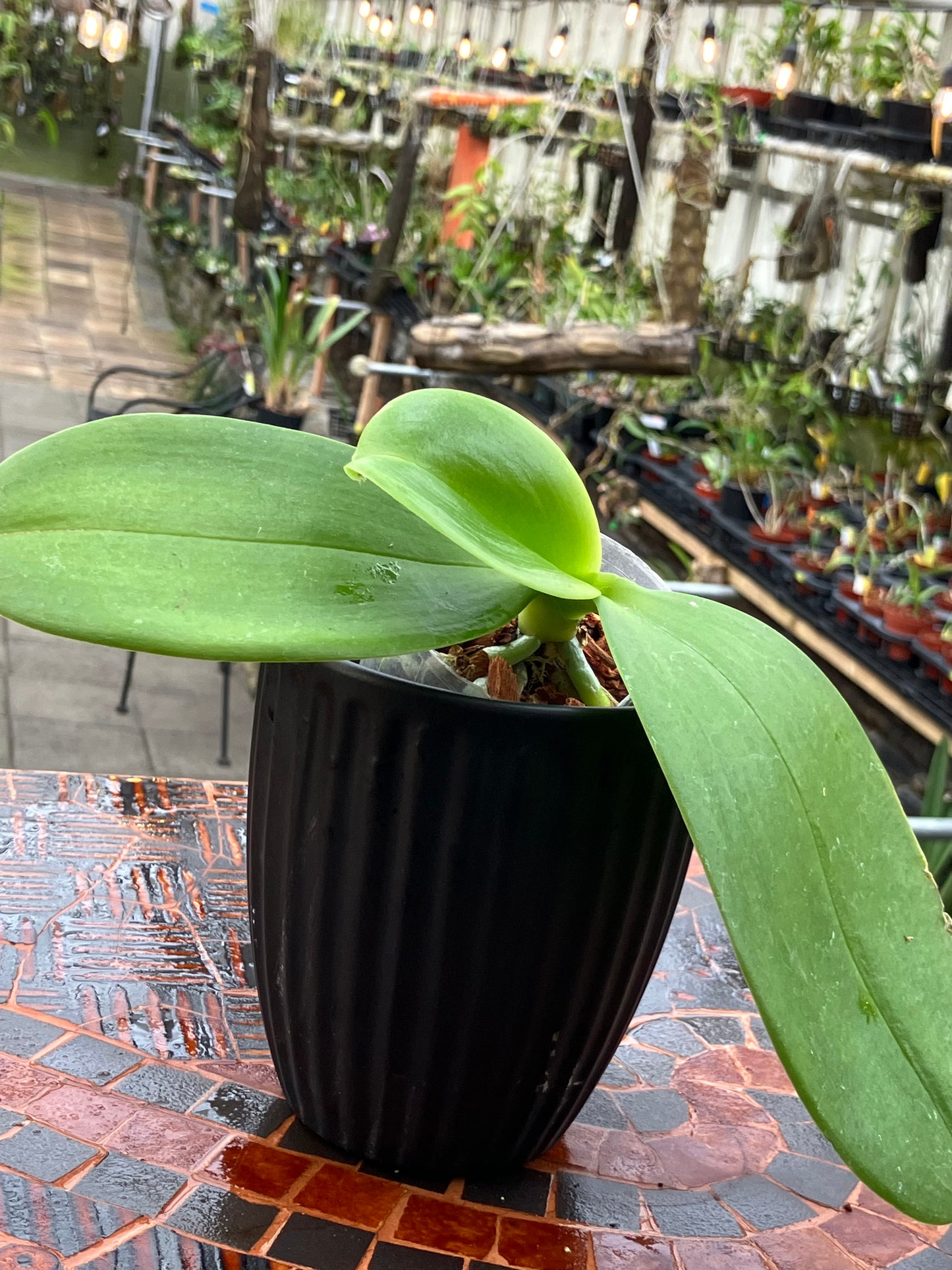 Phalaenopsis Meidarland Cherry Queen "Wilson"