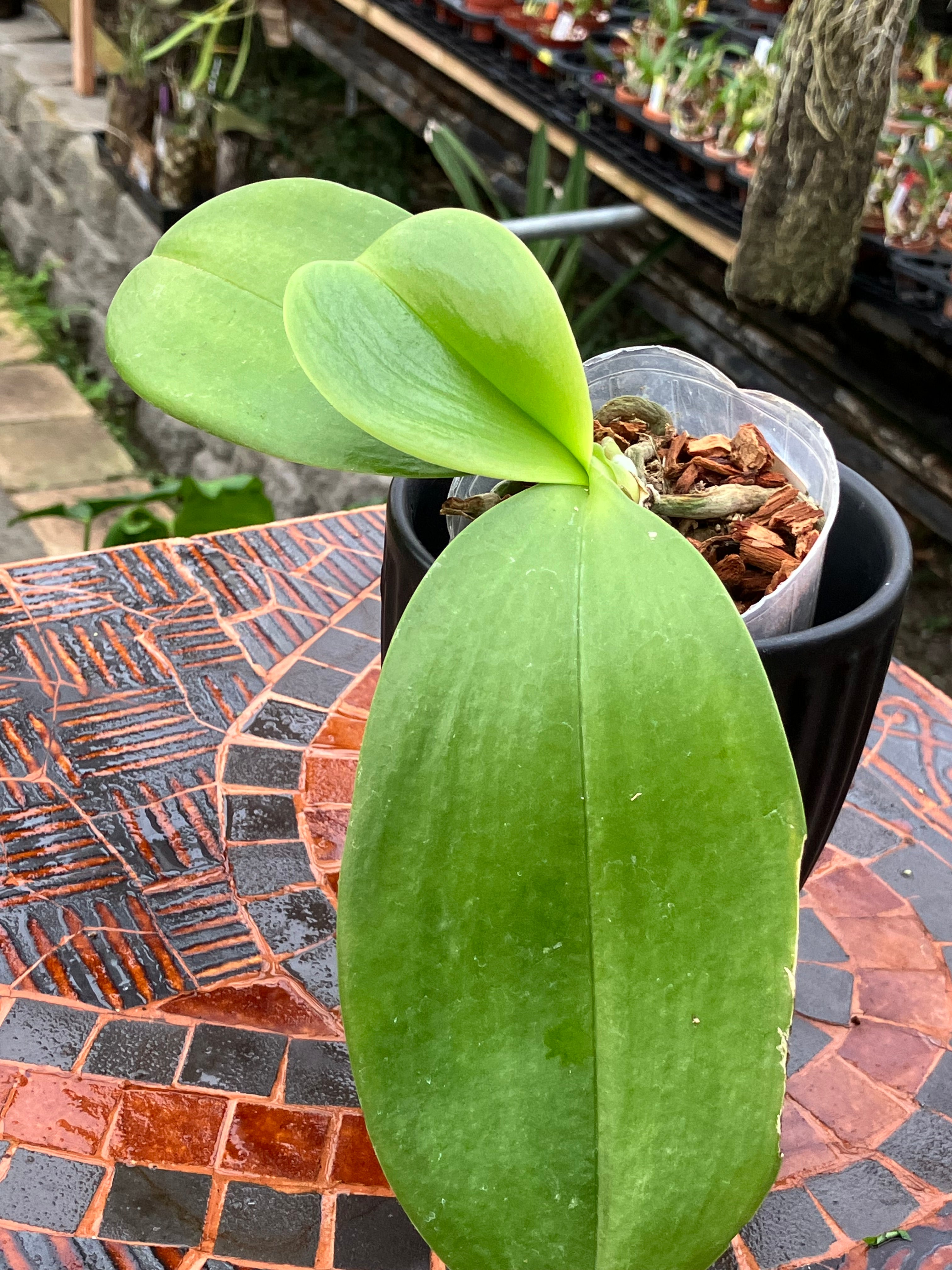 Phalaenopsis Meidarland Cherry Queen 