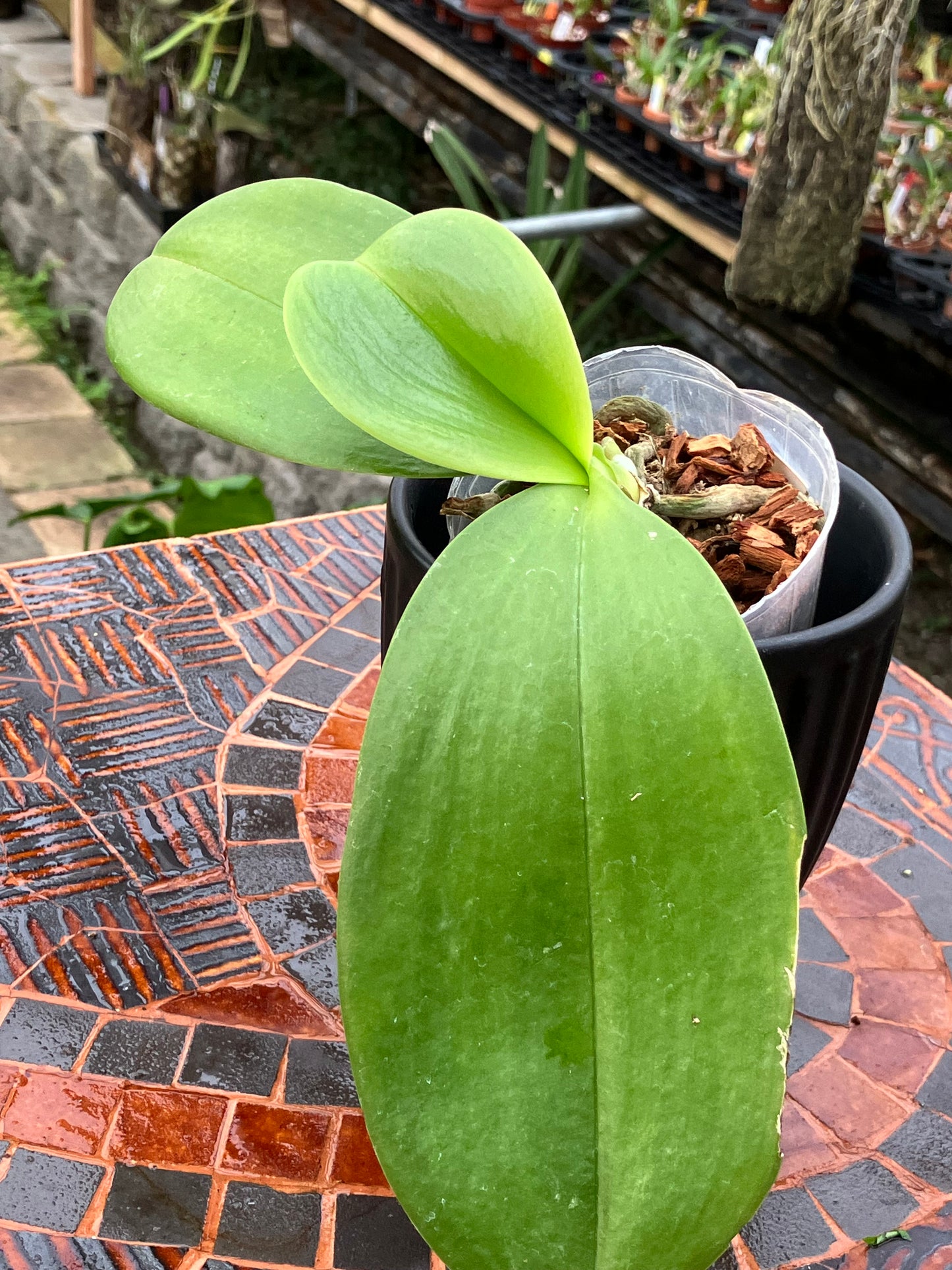 Phalaenopsis Meidarland Cherry Queen "Wilson"