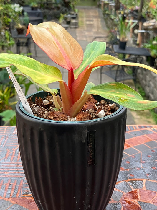 Philodendron 'Orange Marmalade'