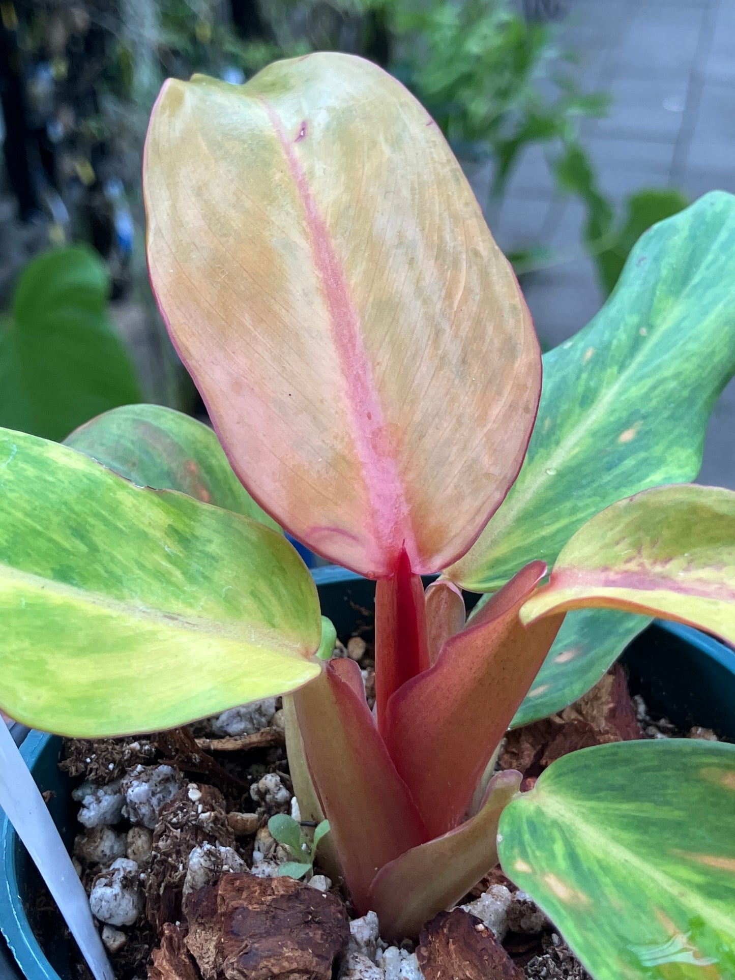 Philodendron 'Orange Marmalade'