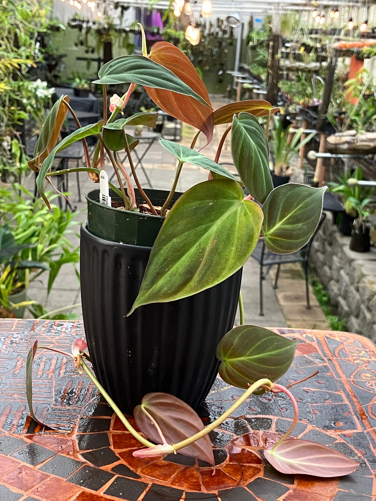 Philodendron 'Micans'