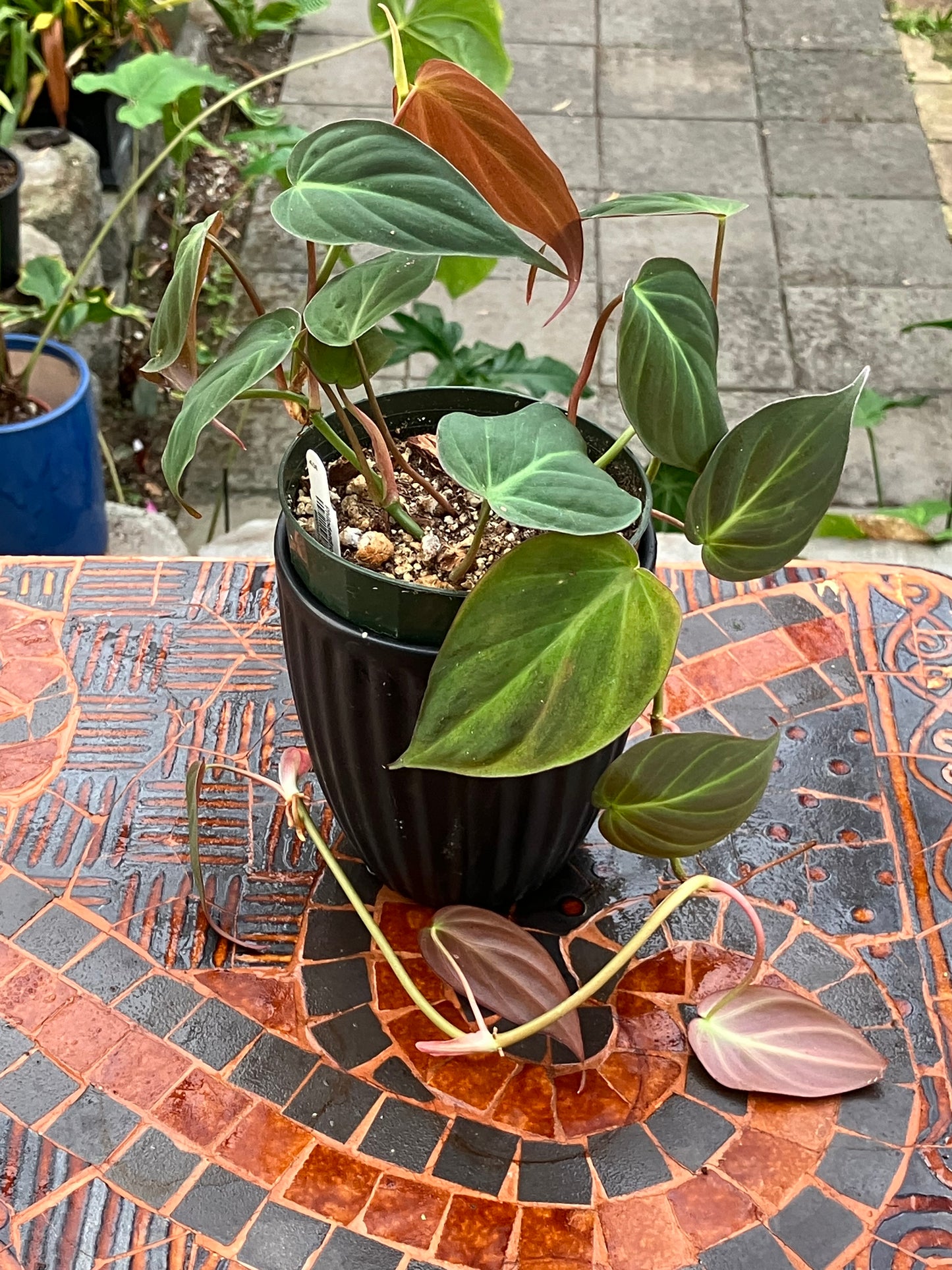 Philodendron 'Micans'