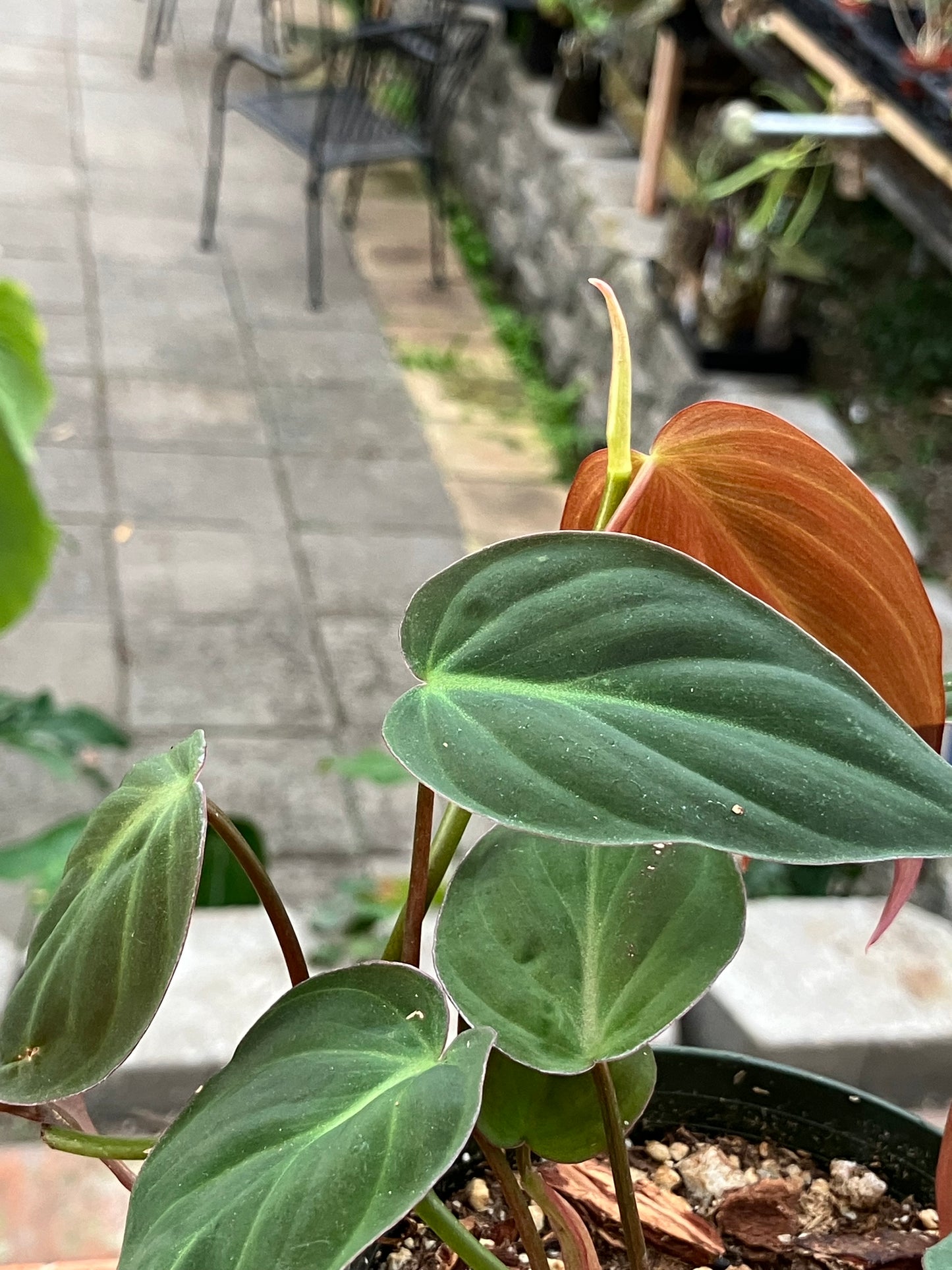 Philodendron 'Micans'