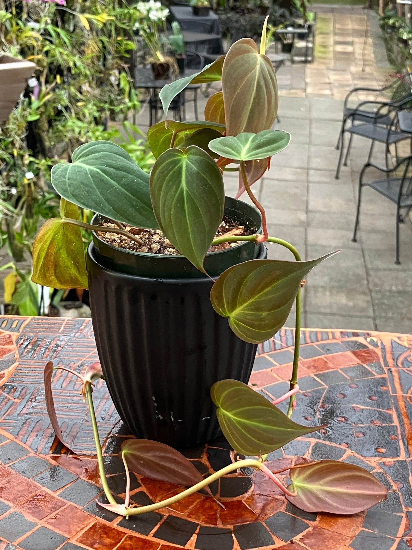 Philodendron 'Micans'