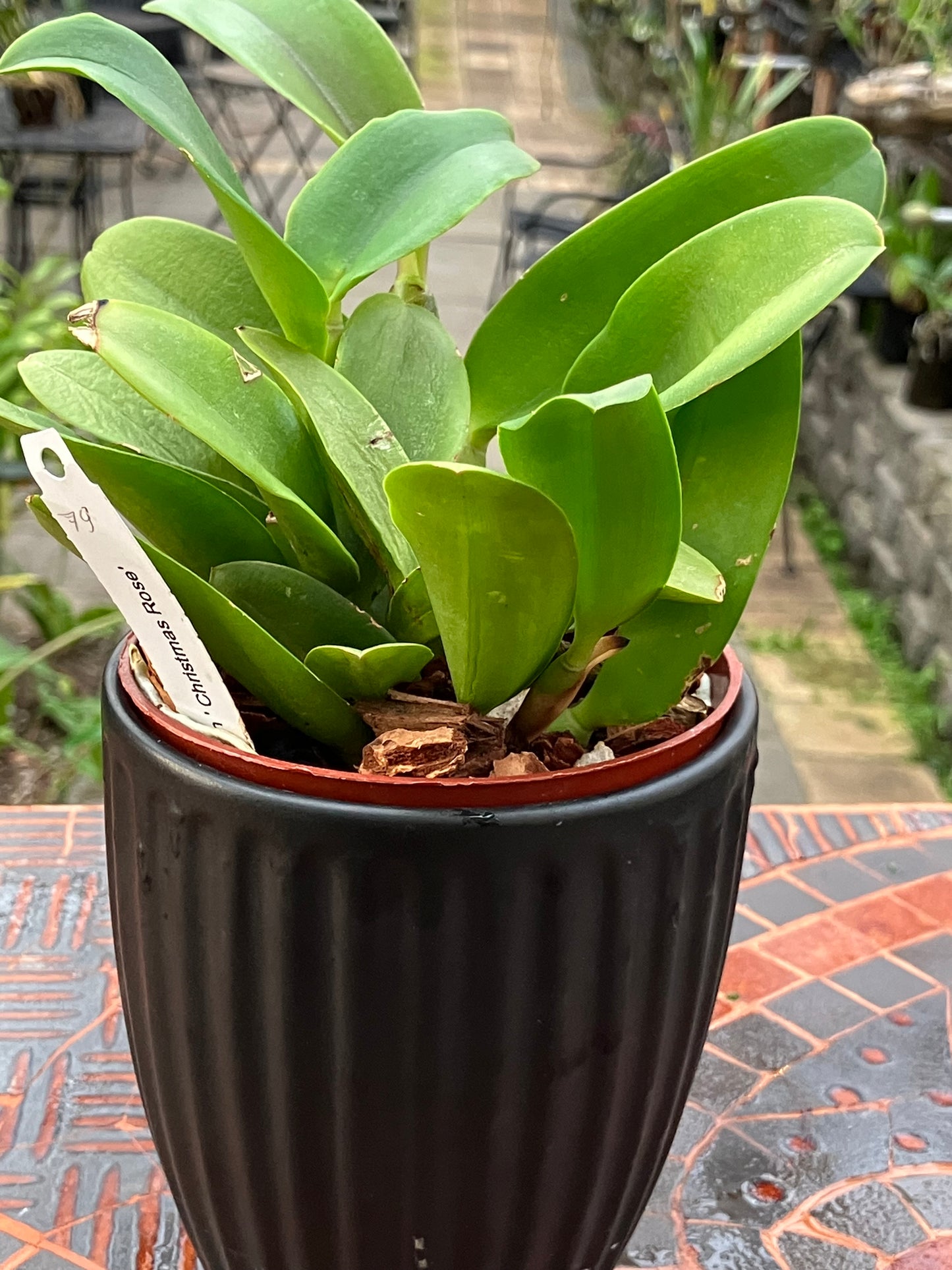 'Christmas Rose' (Cattlianthe Doris and Bryan)