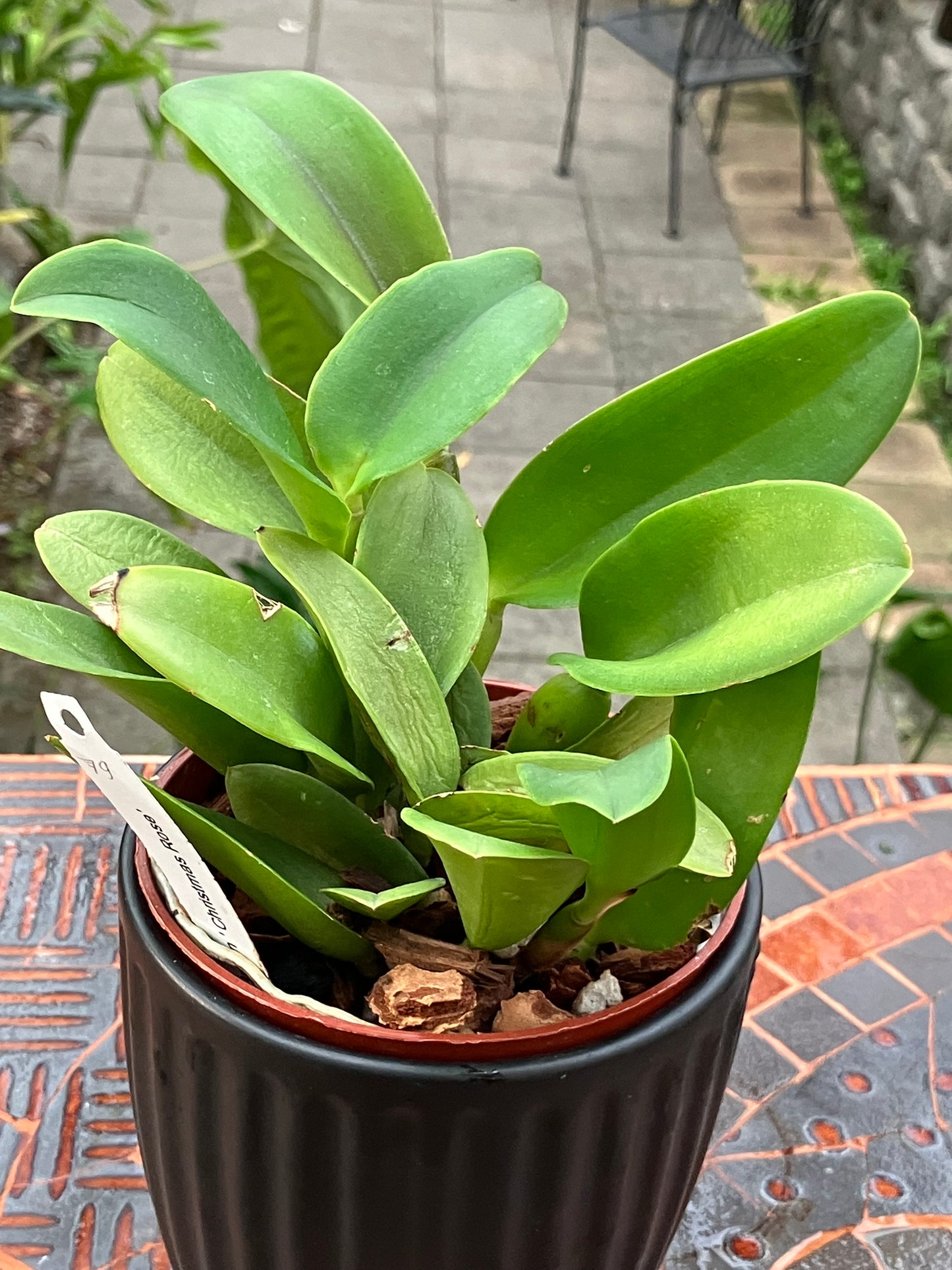 'Christmas Rose' (Cattlianthe Doris and Bryan)