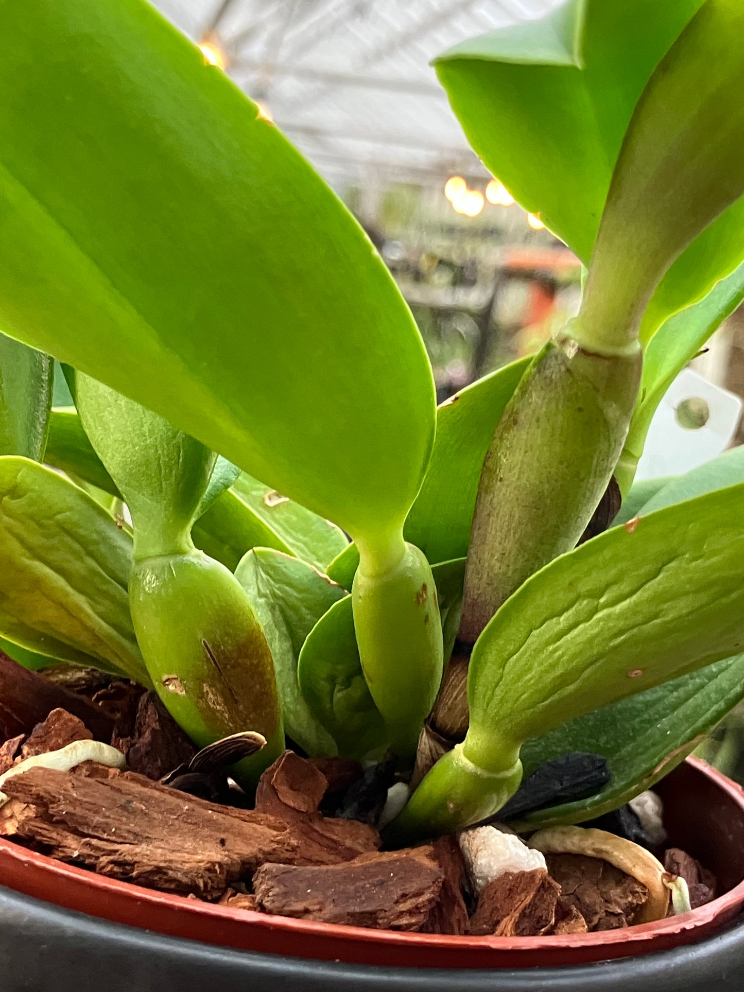 'Christmas Rose' (Cattlianthe Doris and Bryan)