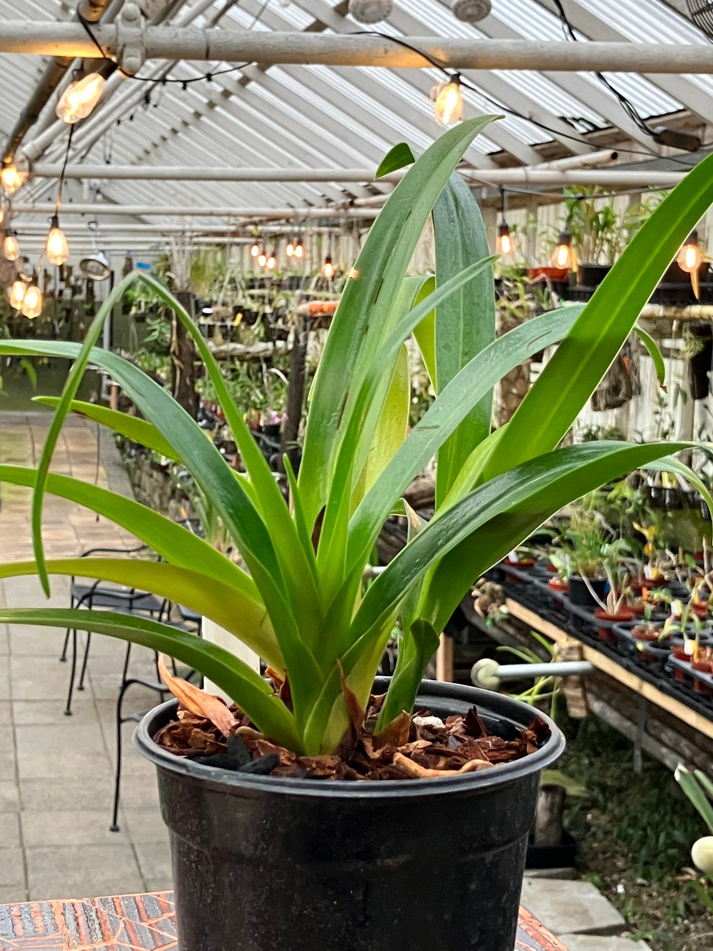 Phragmipedium Hibrido