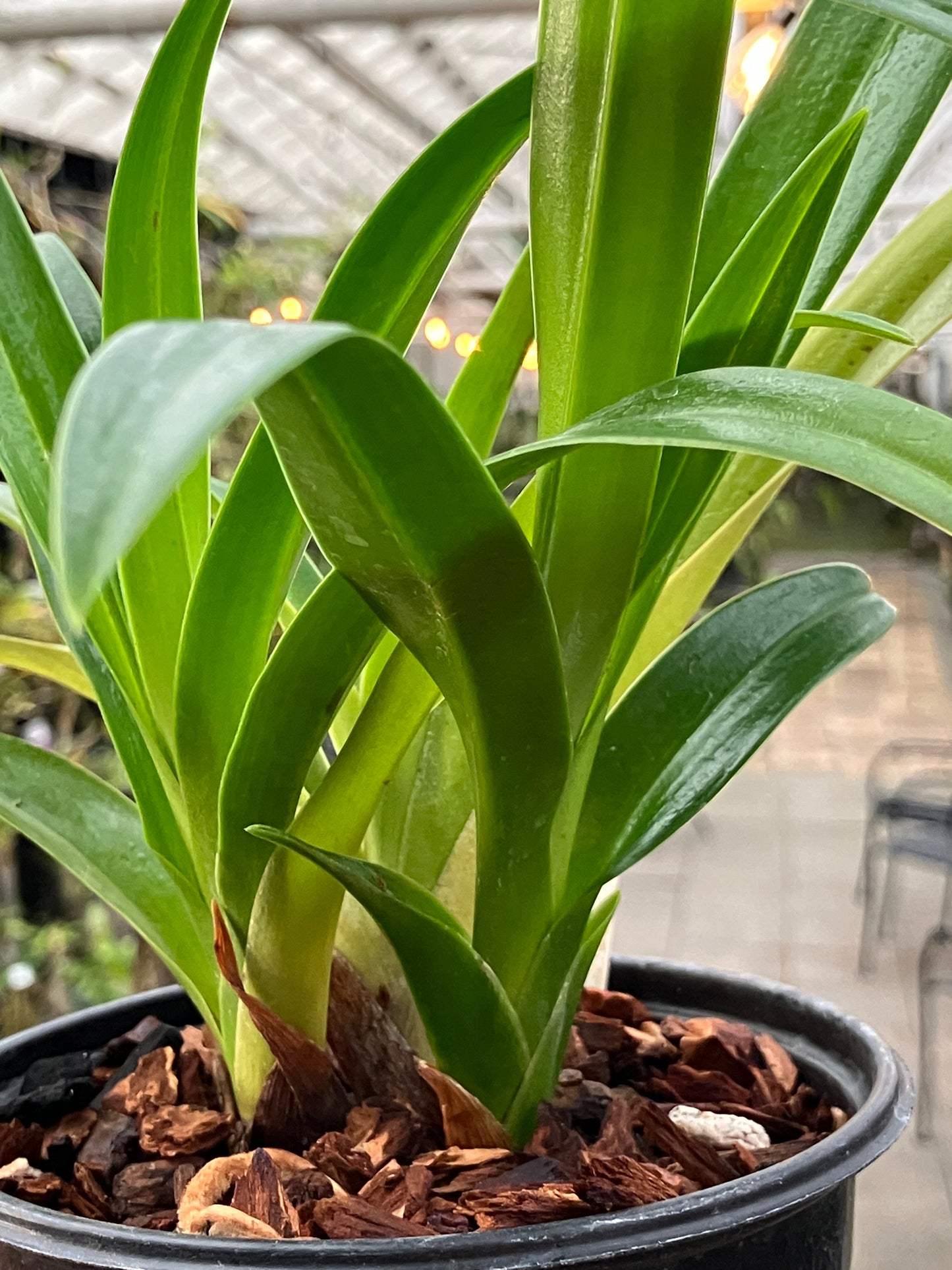 Phragmipedium Hibrido