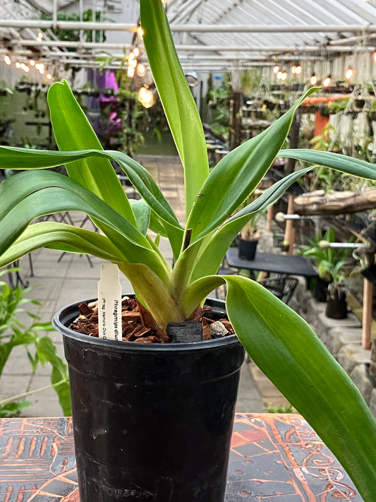 Phragmipedium La Ponterrin