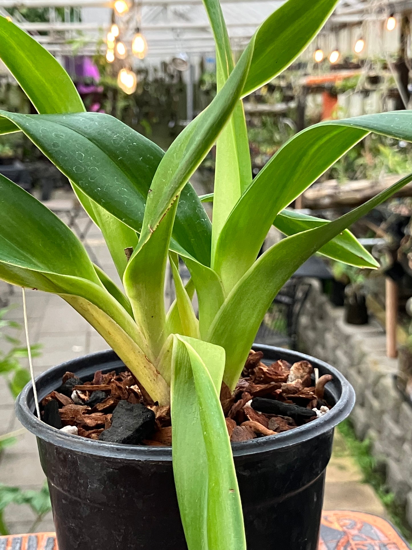 Phragmipedium La Ponterrin