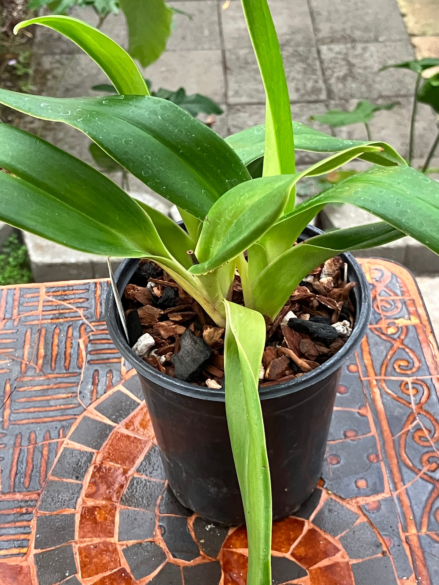Phragmipedium La Ponterrin