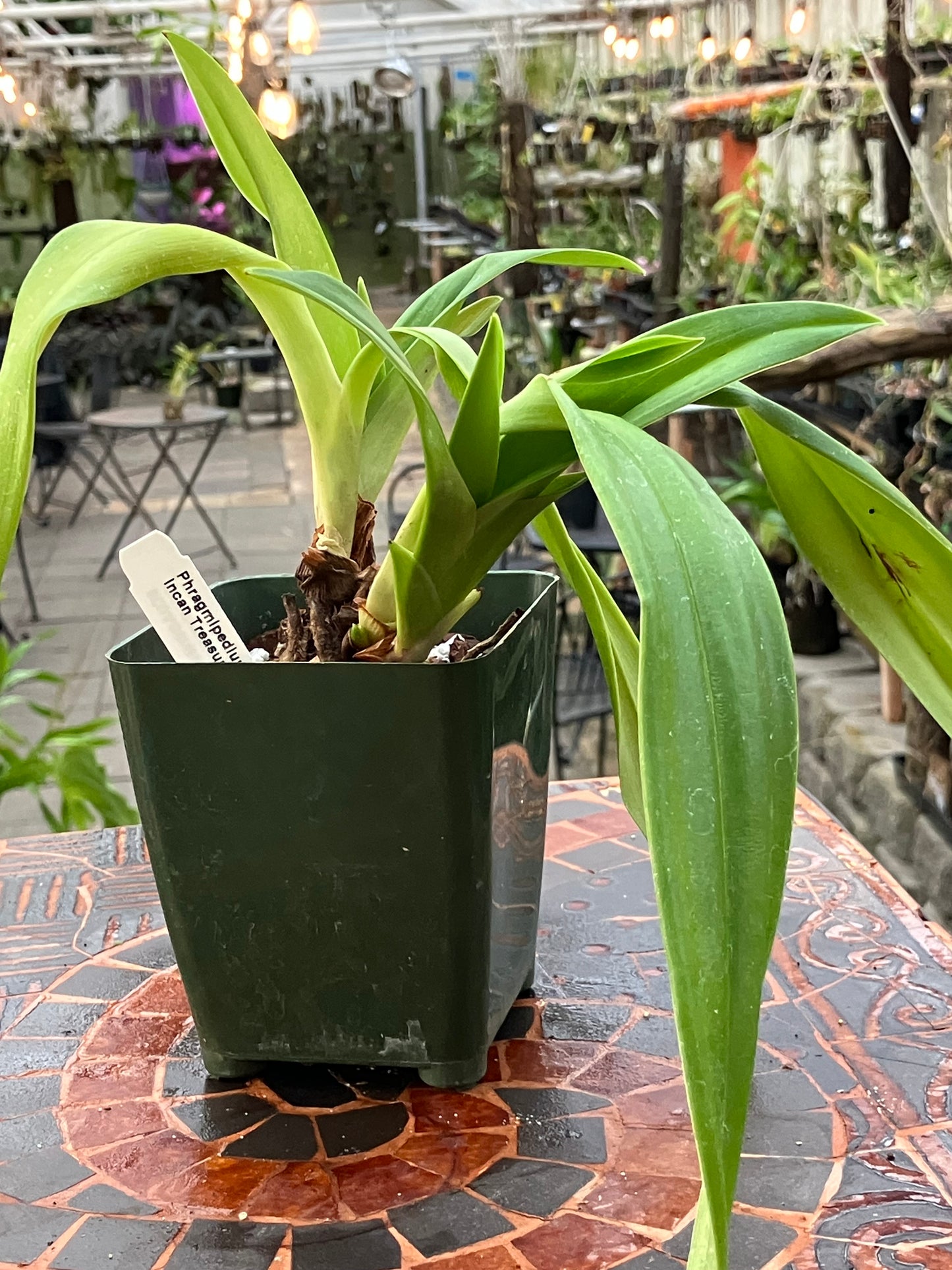 Phragmipedium Incan Treasure