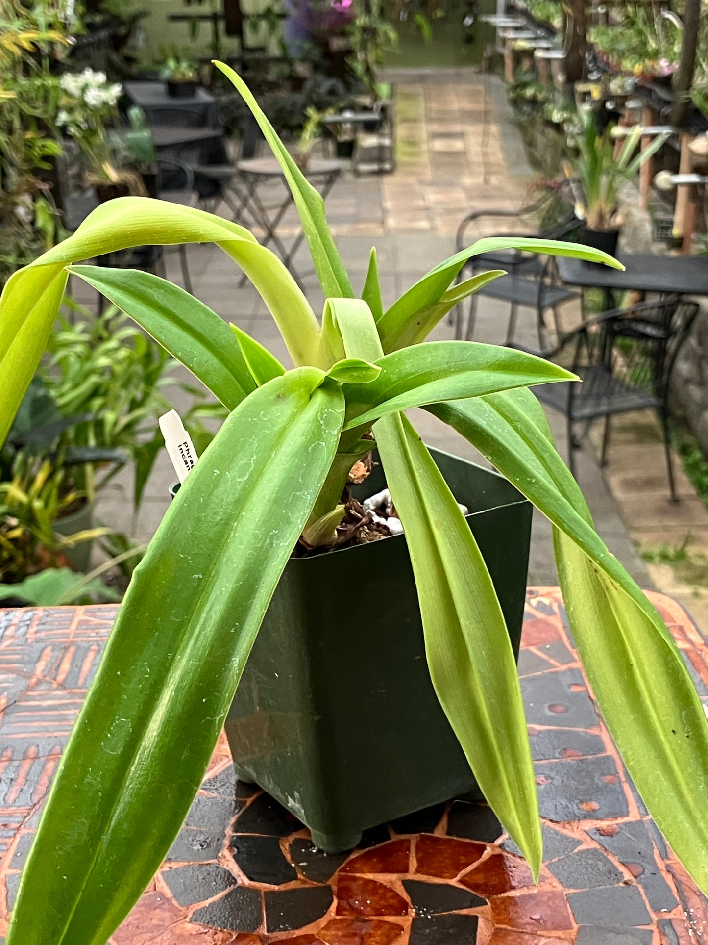 Phragmipedium Incan Treasure