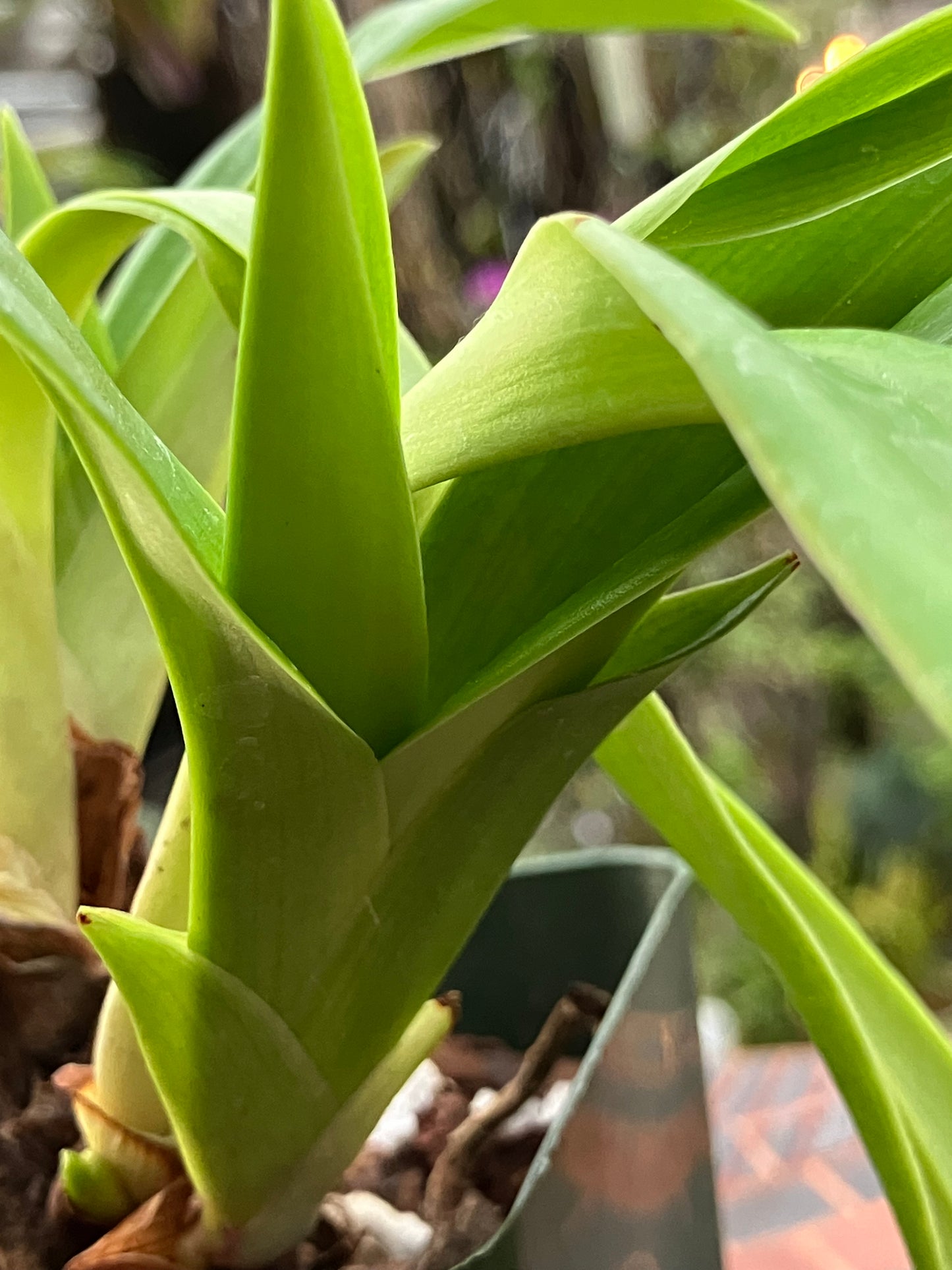 Phragmipedium Incan Treasure