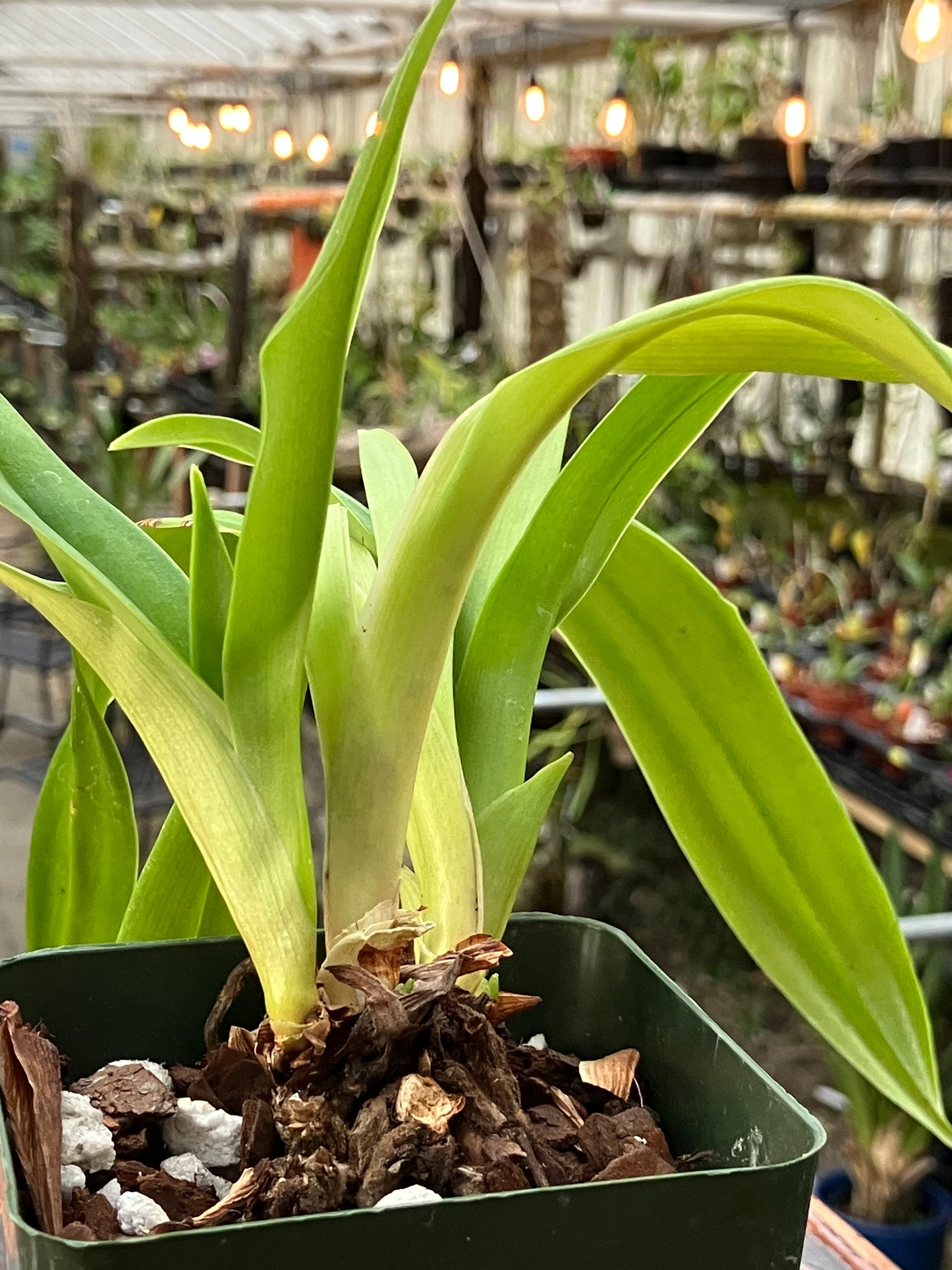 Phragmipedium Incan Treasure