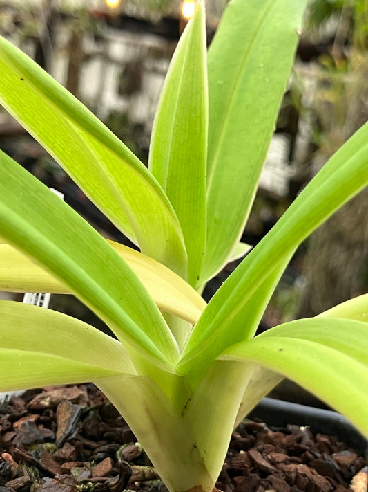 Phragmipedium Saint Ouen