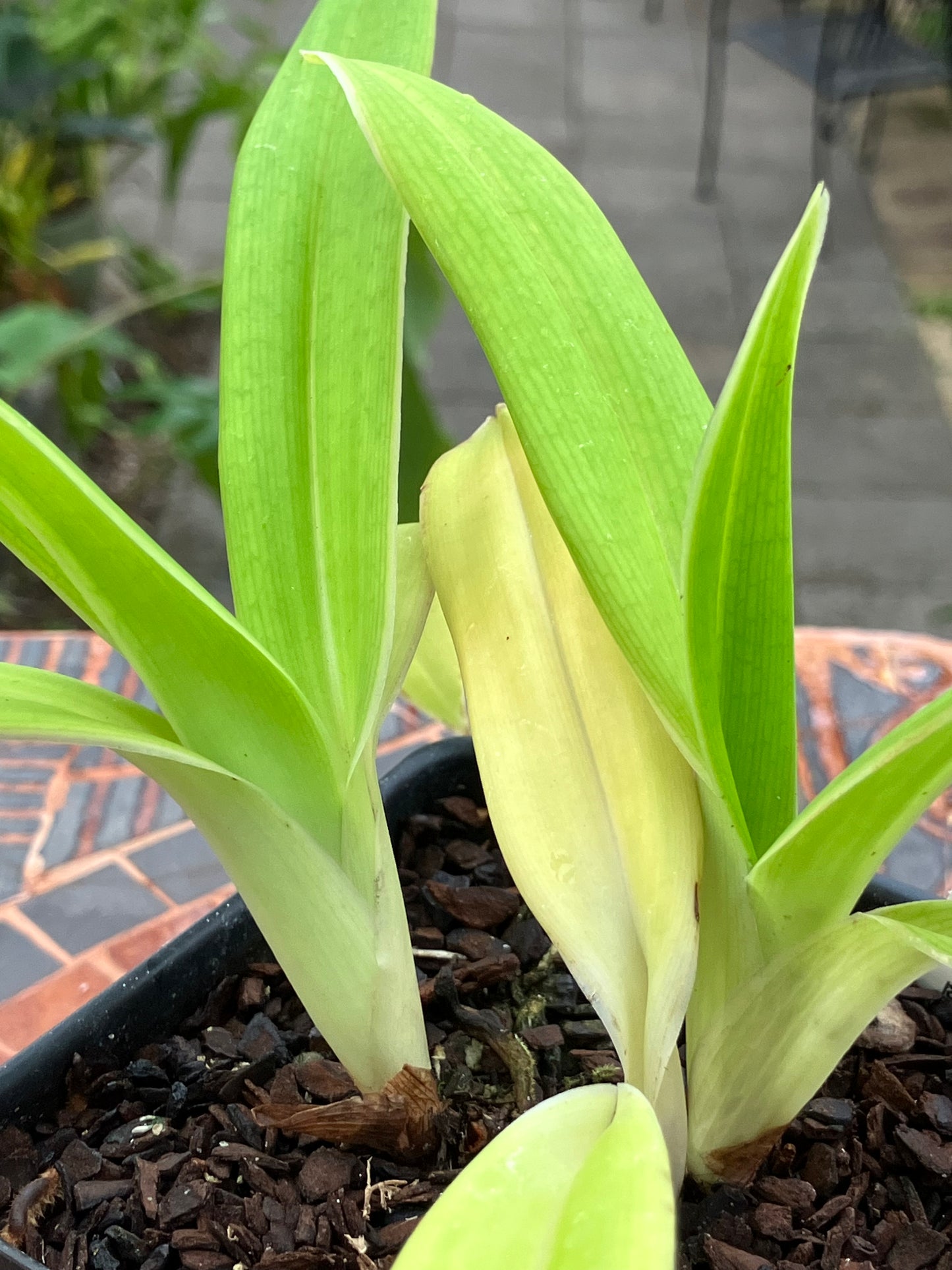 Phragmipedium Saint Ouen