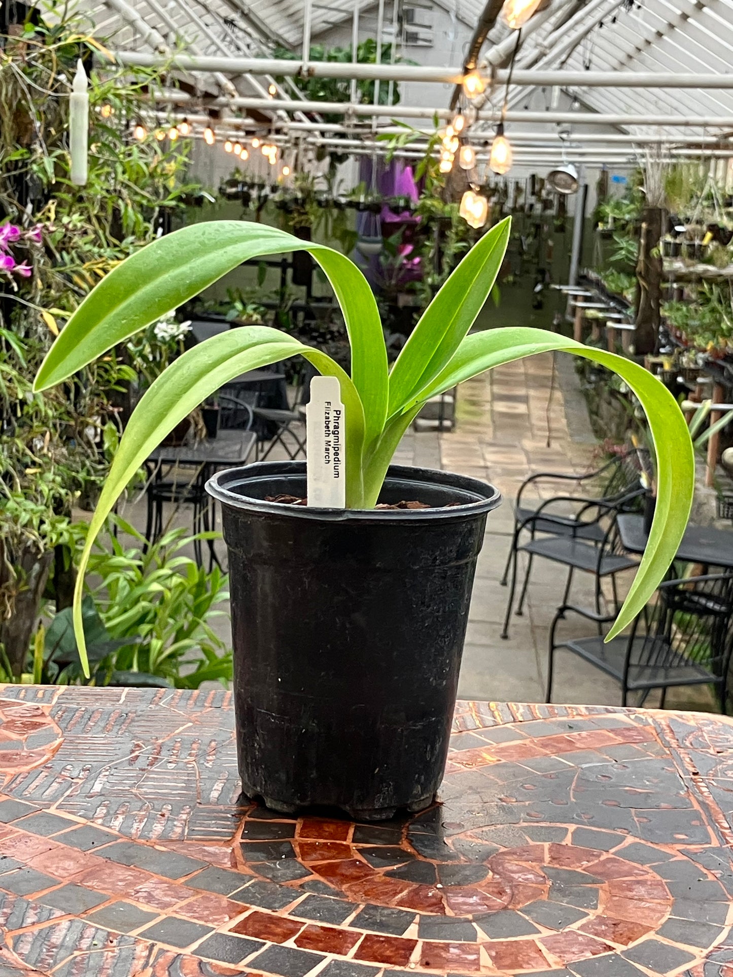 Phragmipedium Elizabeth March