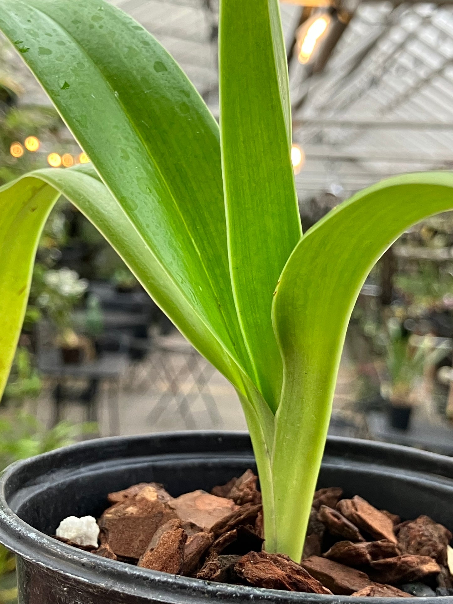 Phragmipedium Elizabeth March
