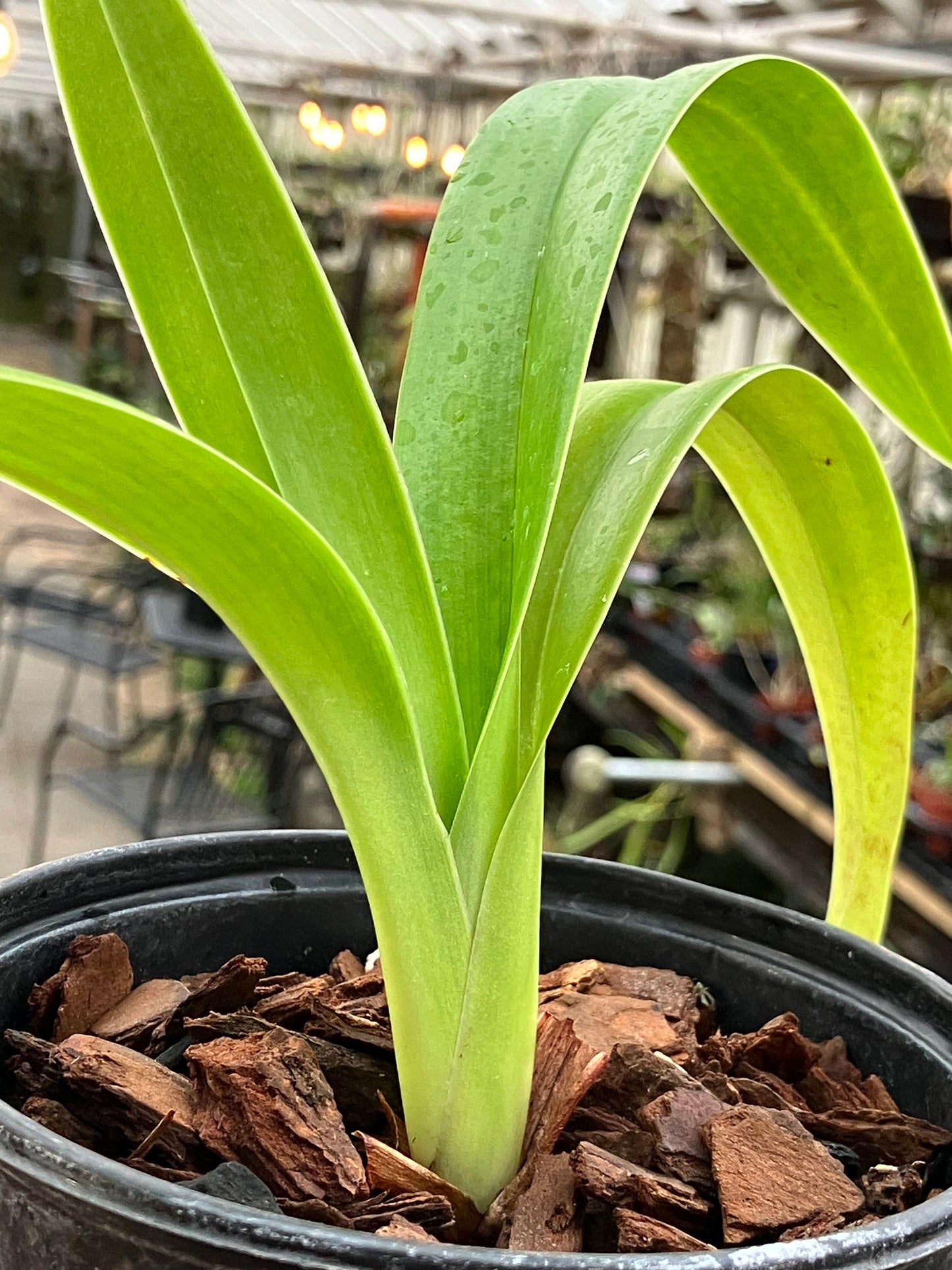 Phragmipedium Elizabeth March