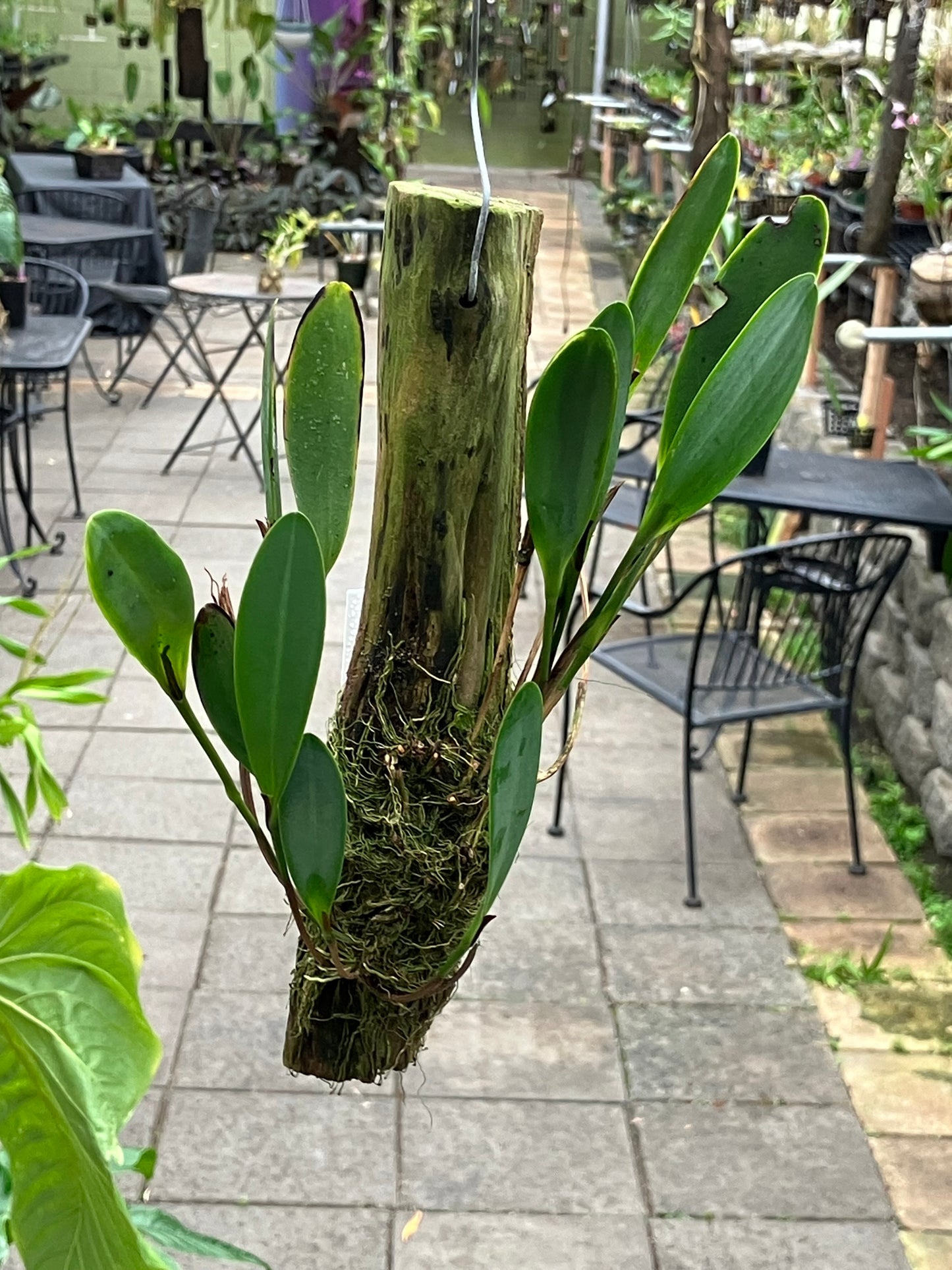 Pleurothallis Medinae