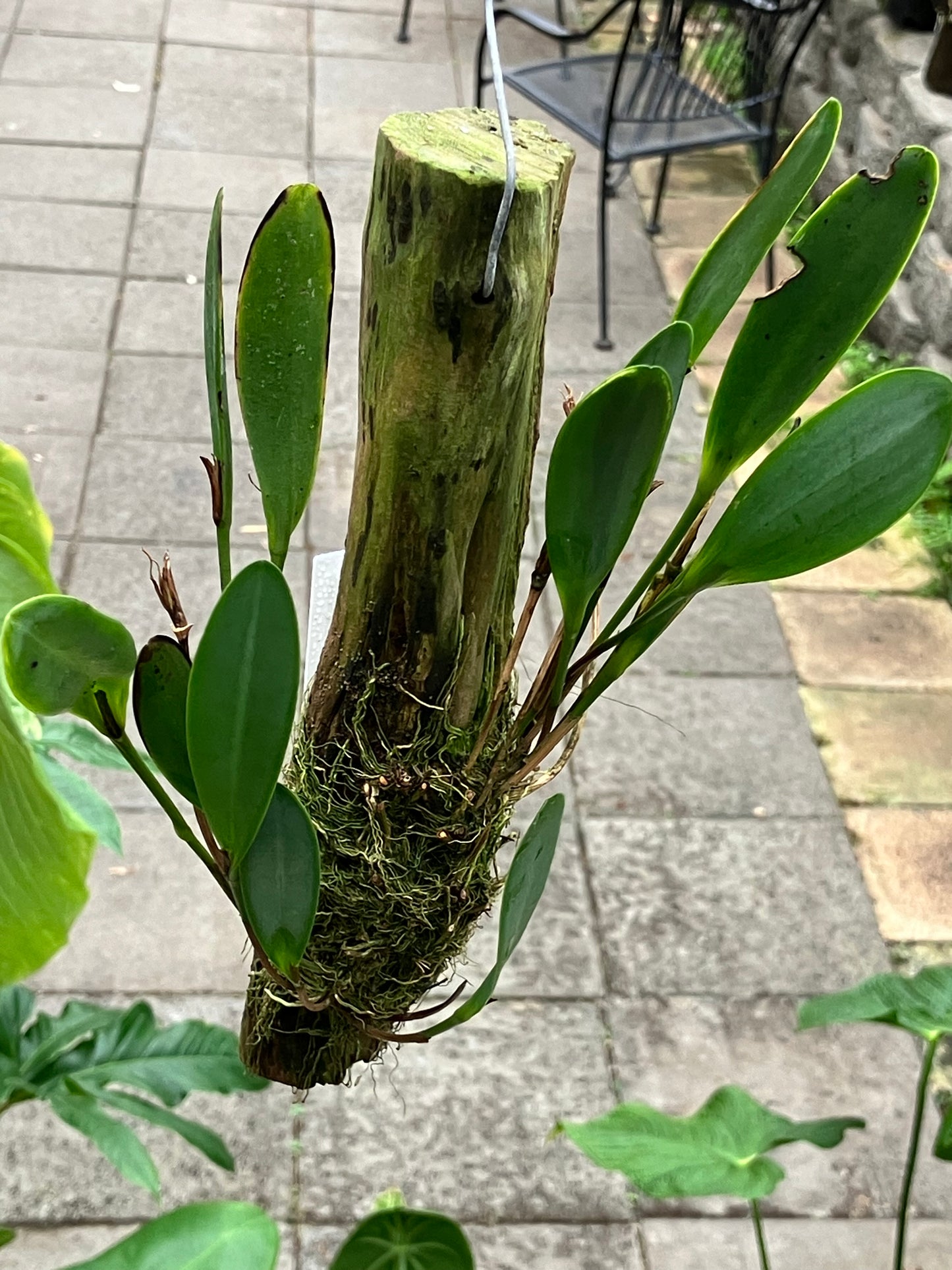 Pleurothallis Medinae