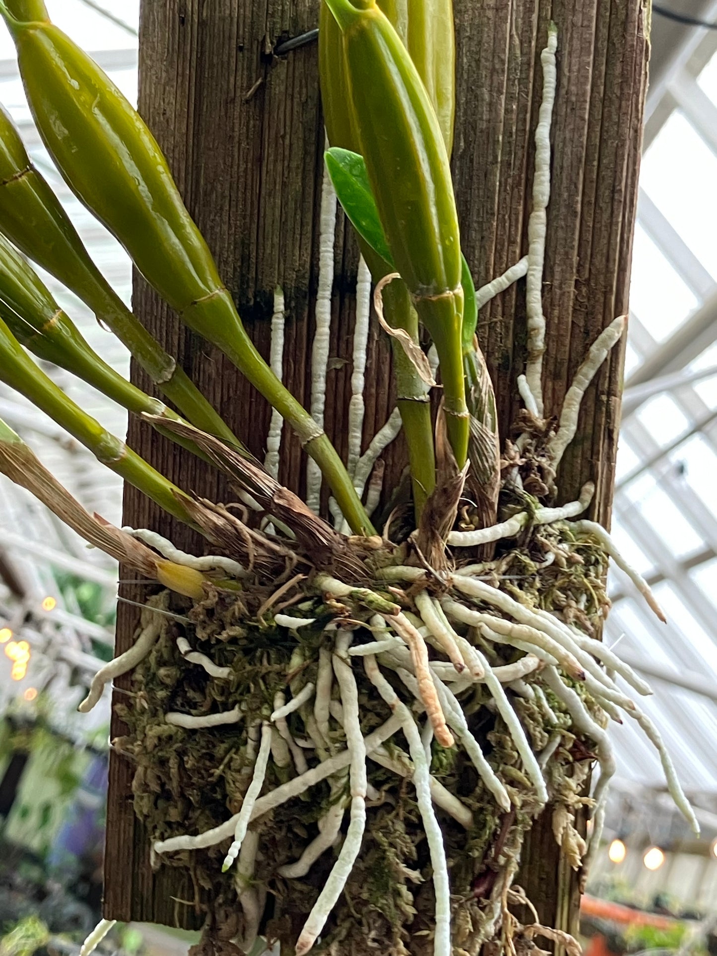 Dendrobium Macrophyllum