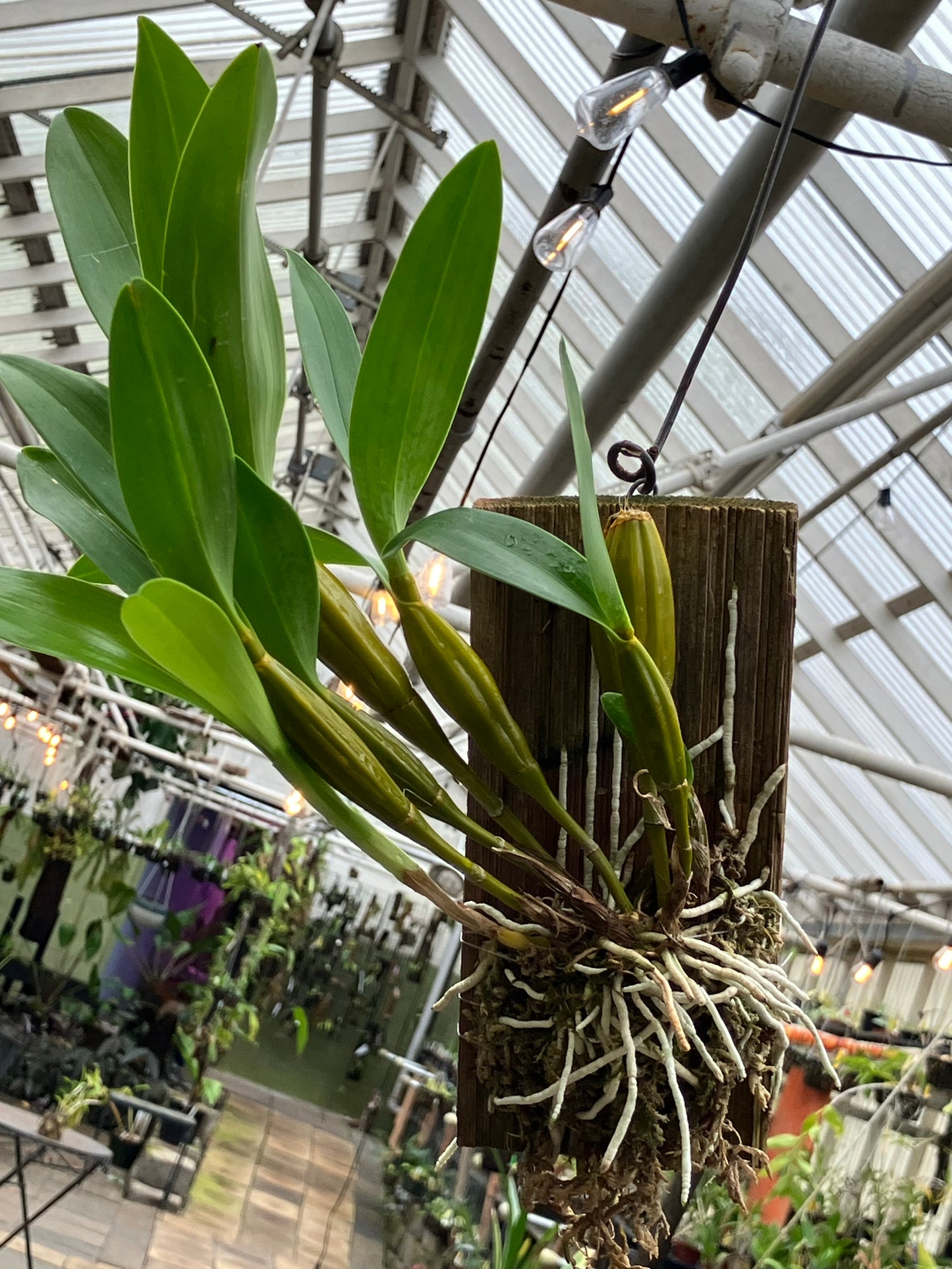 Dendrobium Macrophyllum