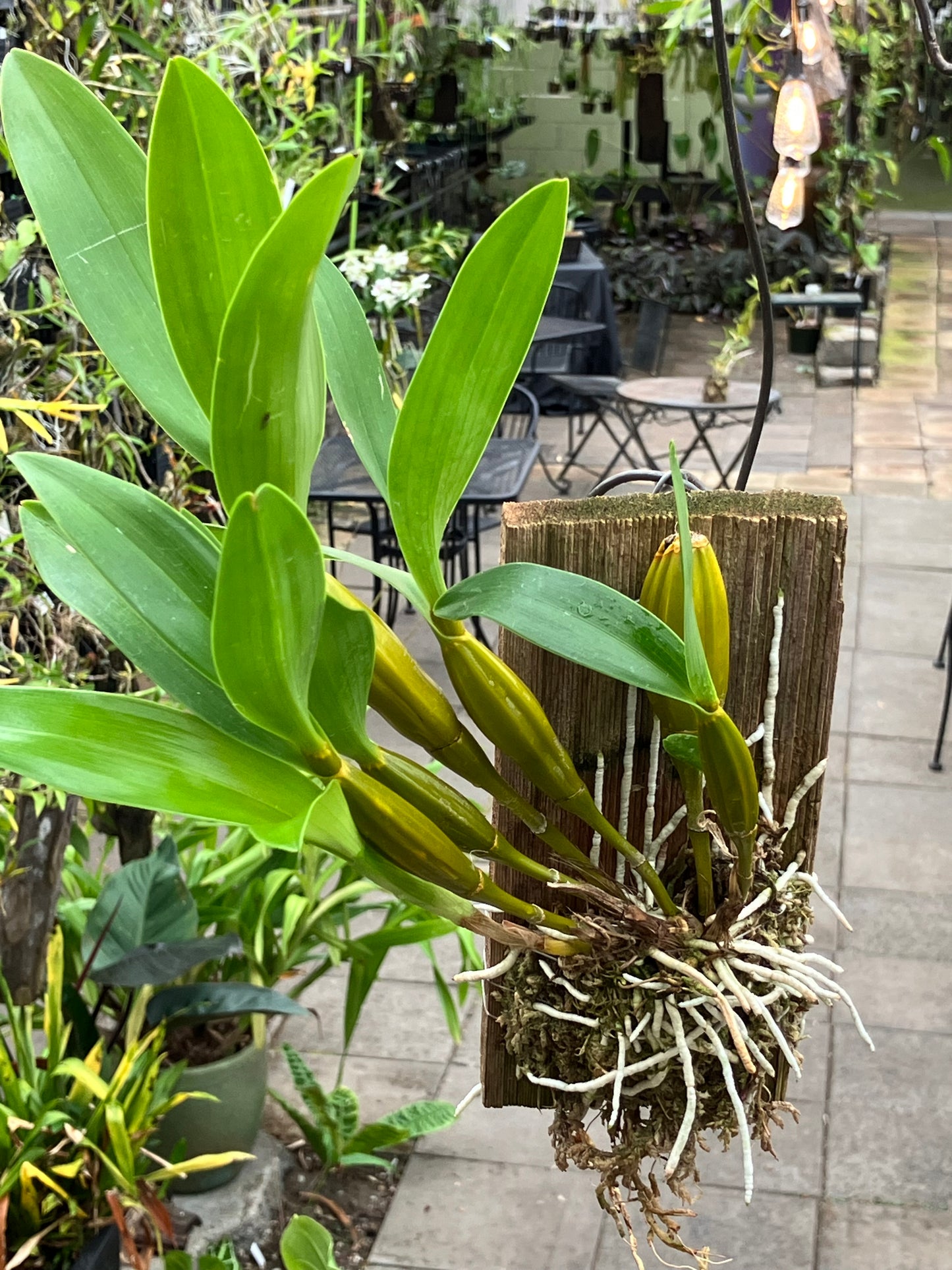 Dendrobium Macrophyllum