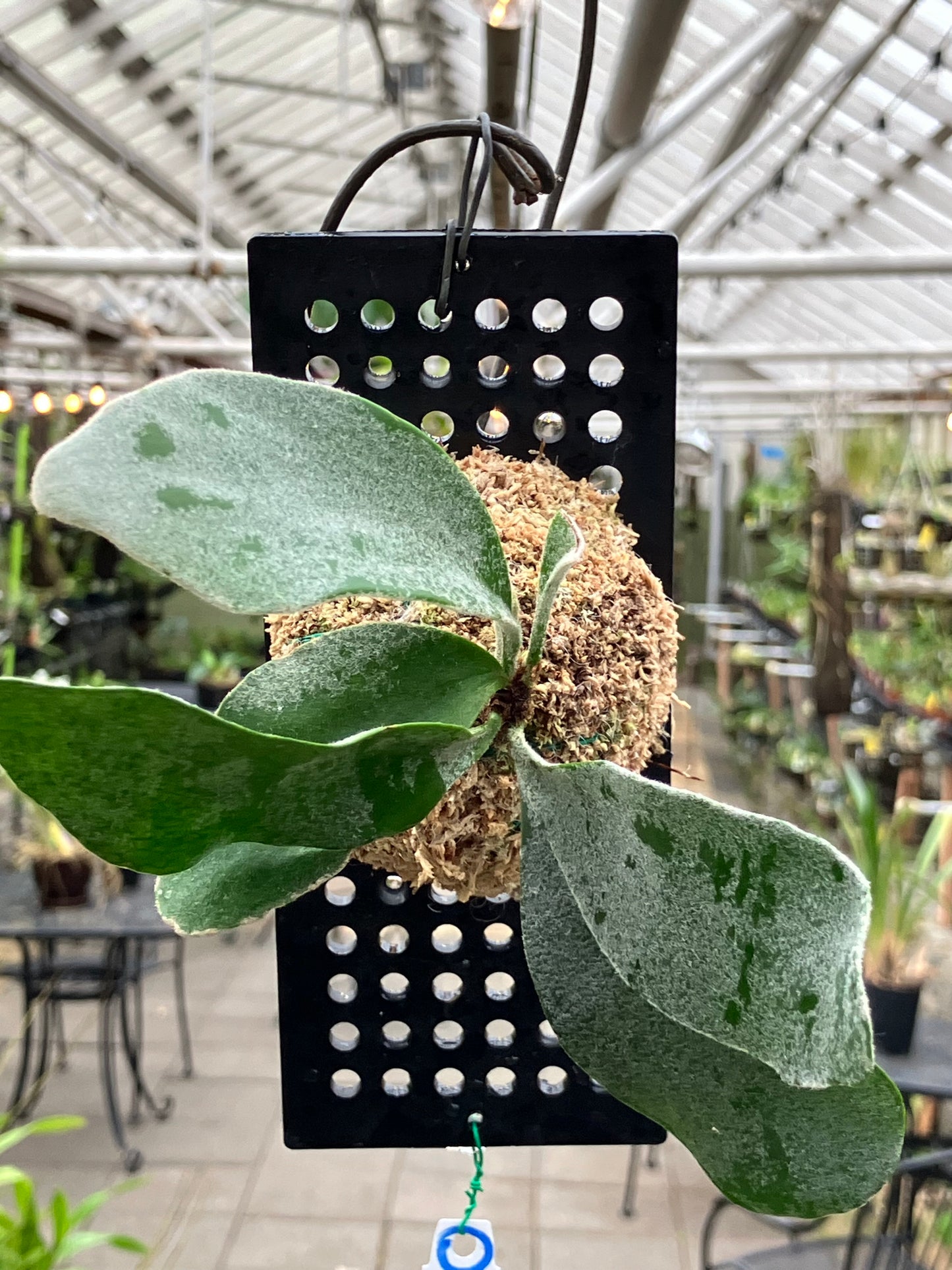 Platycerium veitchii "Lisa"