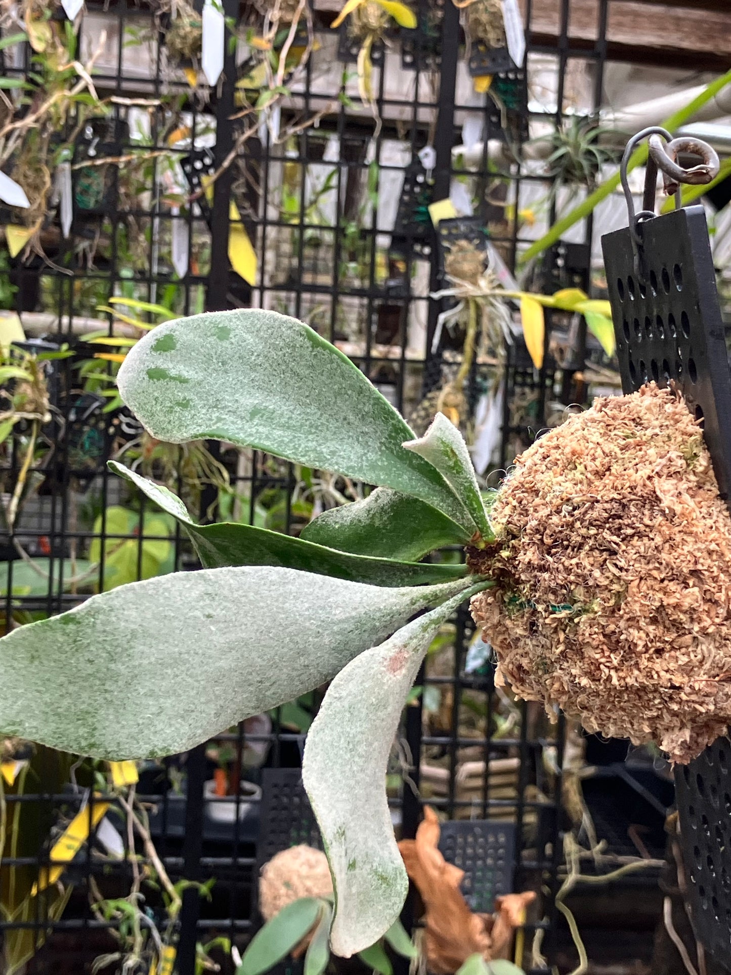 Platycerium veitchii "Lisa"