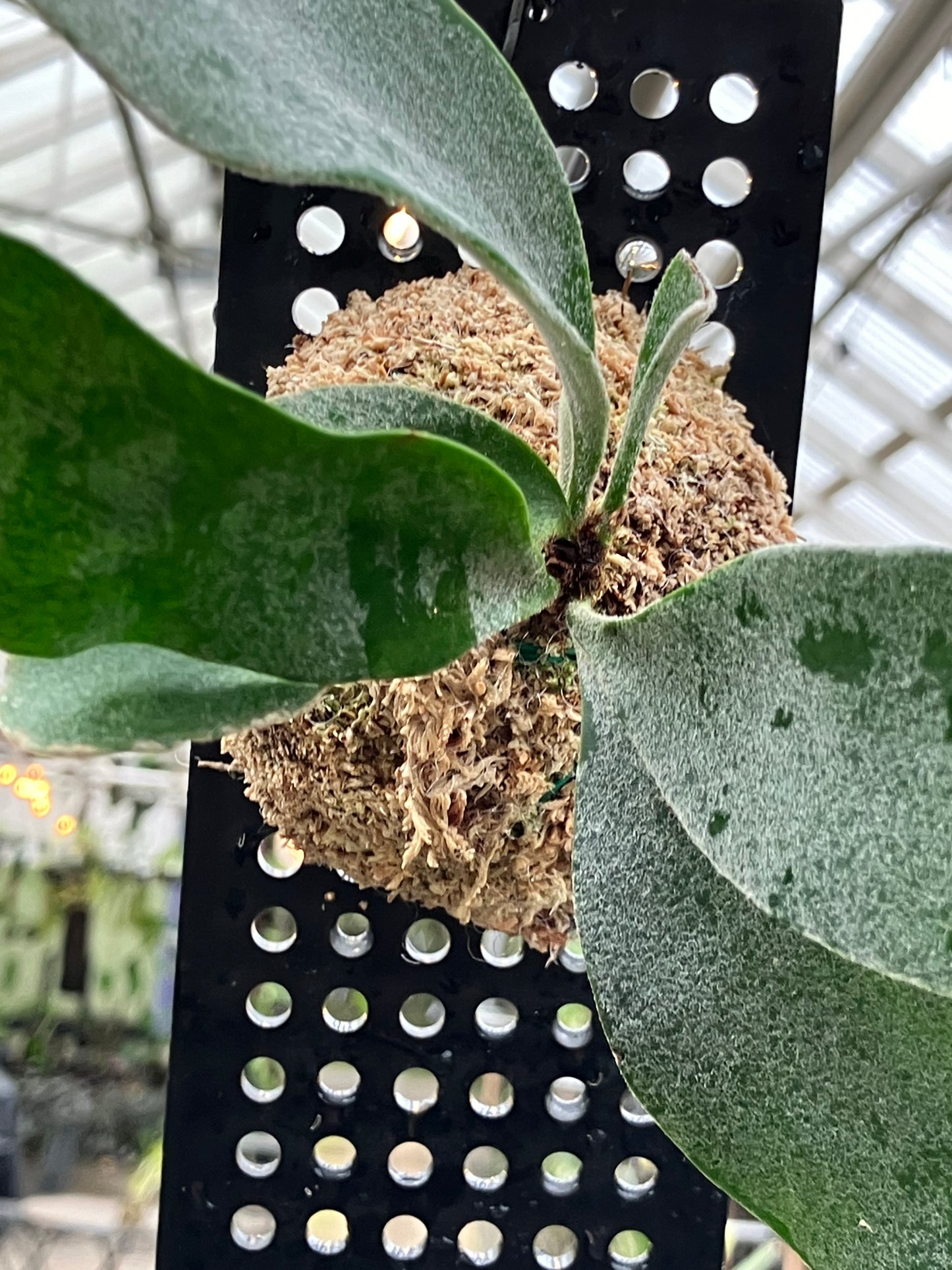 Platycerium veitchii "Lisa"