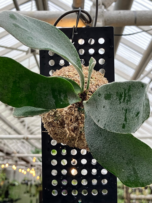 Platycerium veitchii "Lisa"