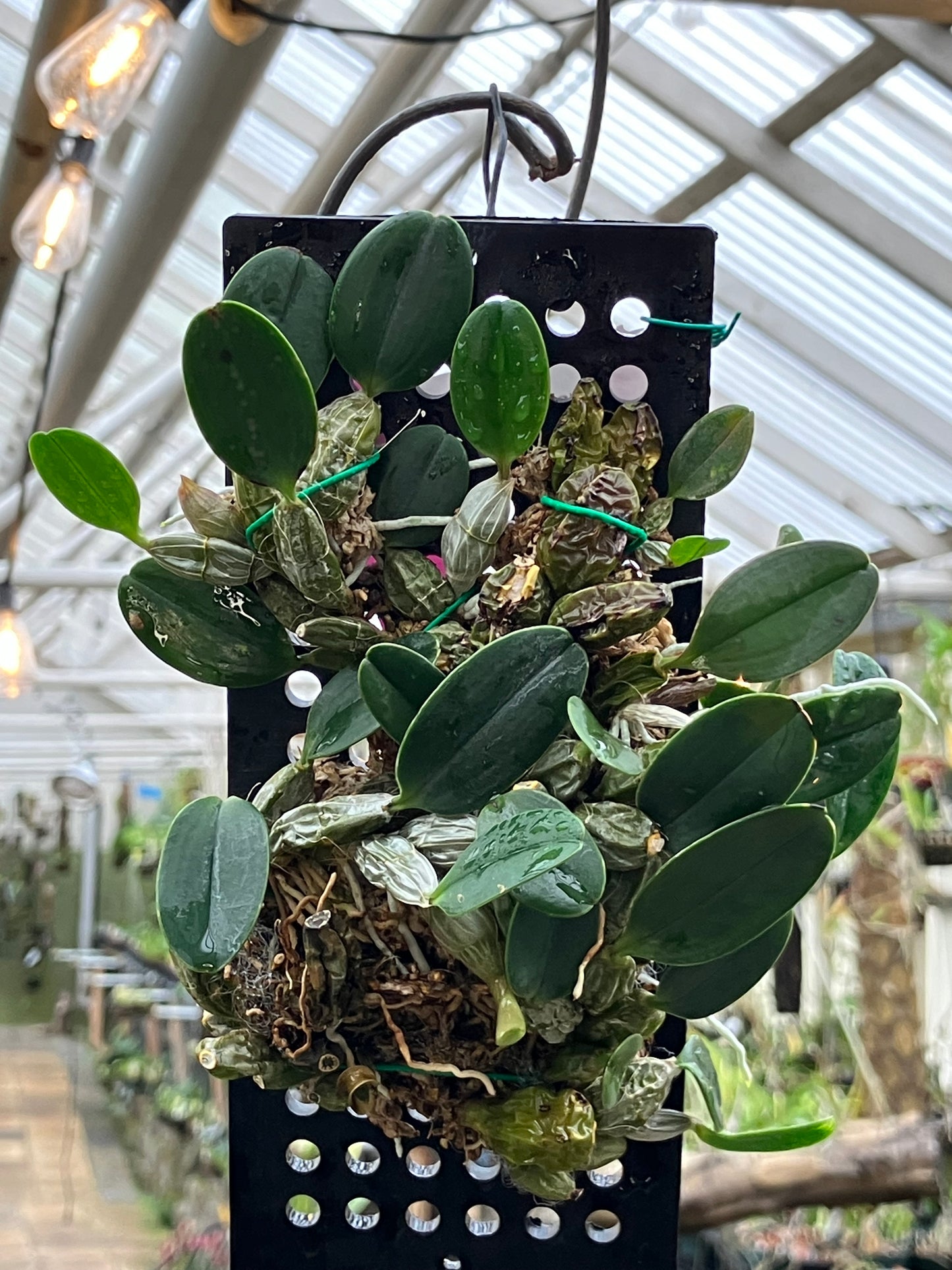 Dendrobium Jenkinsii